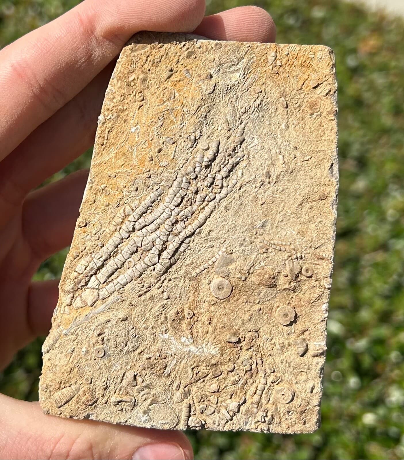 NICE Fossil Crinoid in Matrix Aphelecrinus Alabama Bangor Limestone Formation 5
