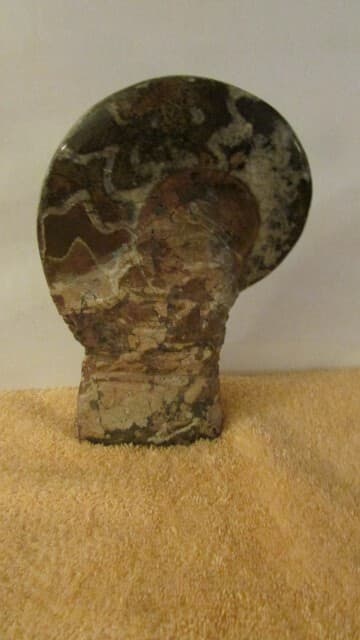 NAUTILUS FOSSIL ROCK 5