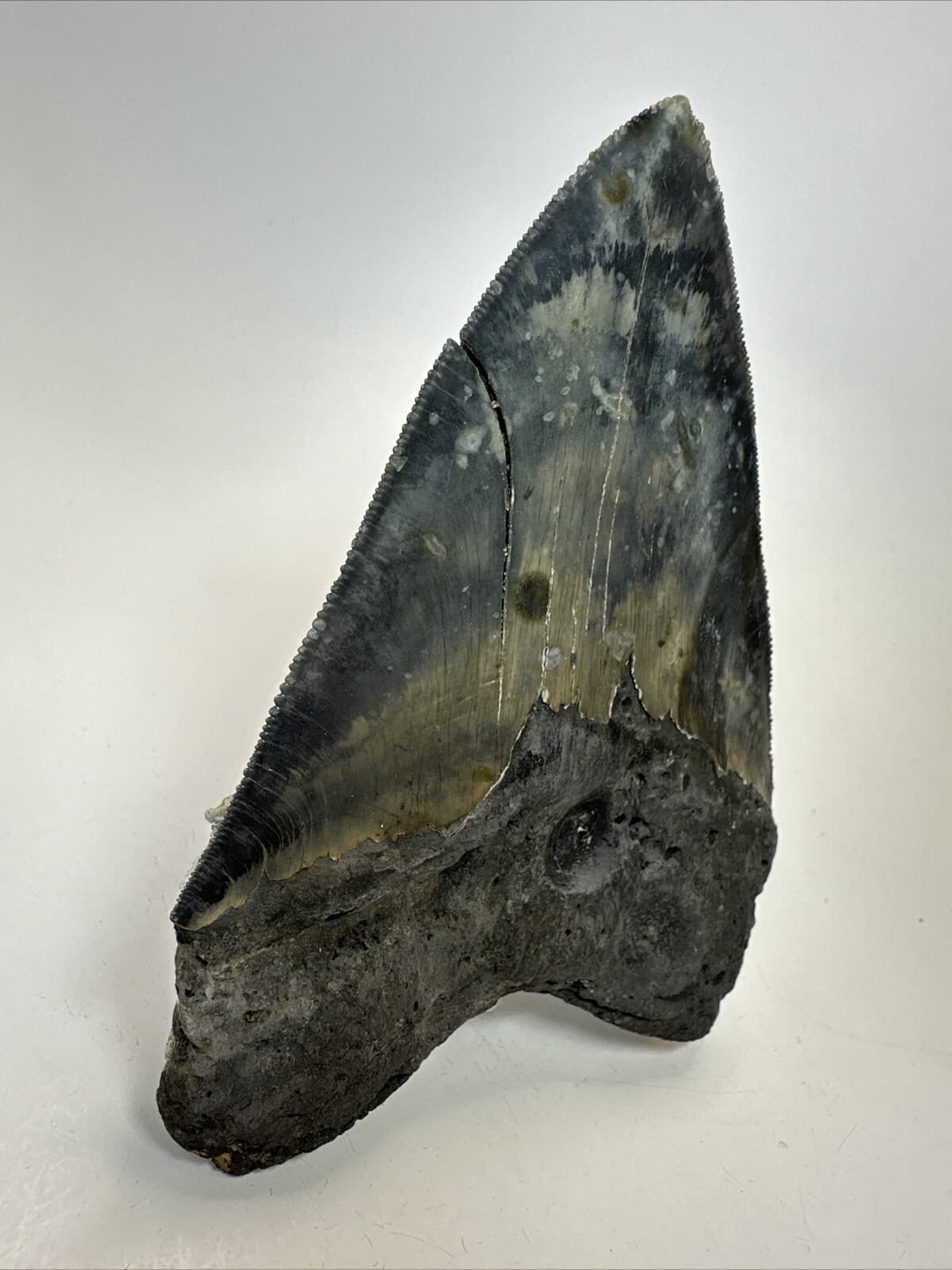 Megalodon Shark Tooth 5.50 inch - Unique - Serrated Fossil - Authentic 18628 6