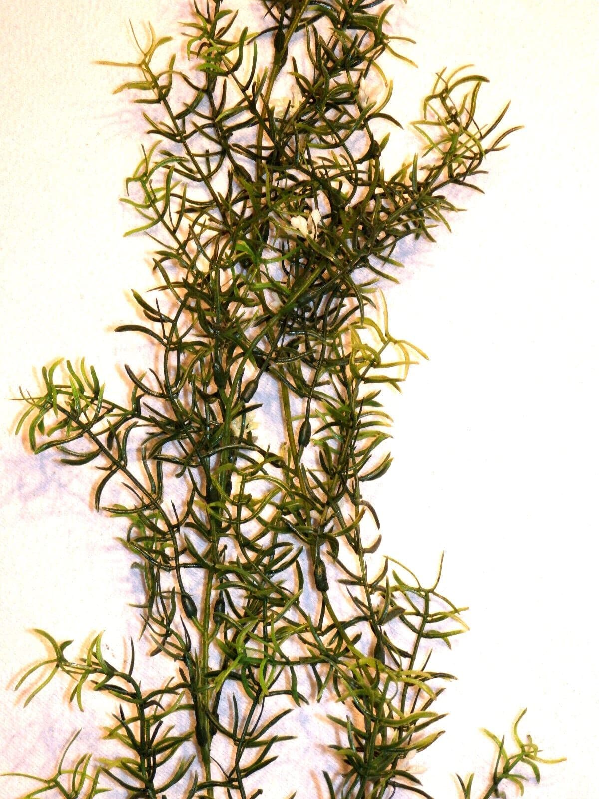 27 in. LG Standard 2-stem DITI-SPRENGERI Flowered Soft Plastic Wireless Plant, S 2