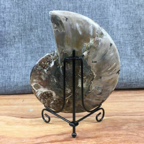 top! Natural ammonite fossil conch Crystal specimen healing+stand 1PC 200g+ 4
