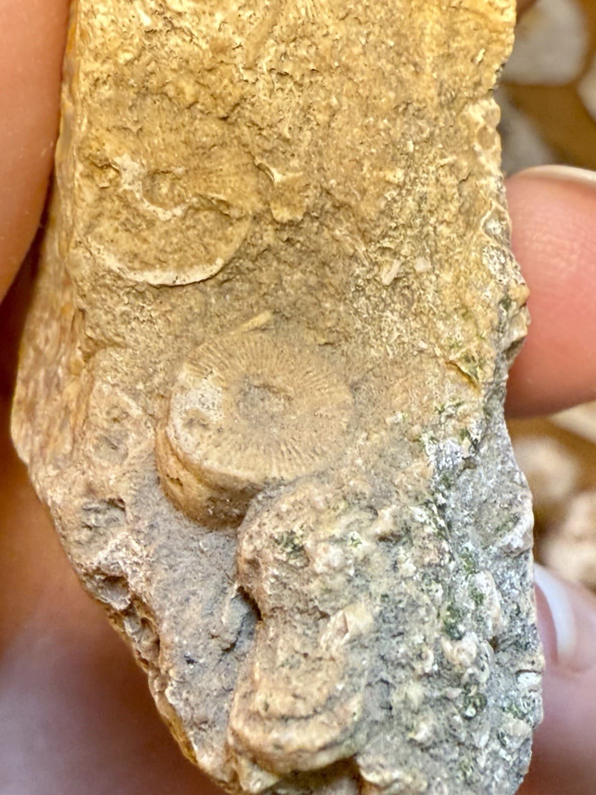 Perfectly Preserved Agatized Crinoid Fossils In Epidosite 🤩 3
