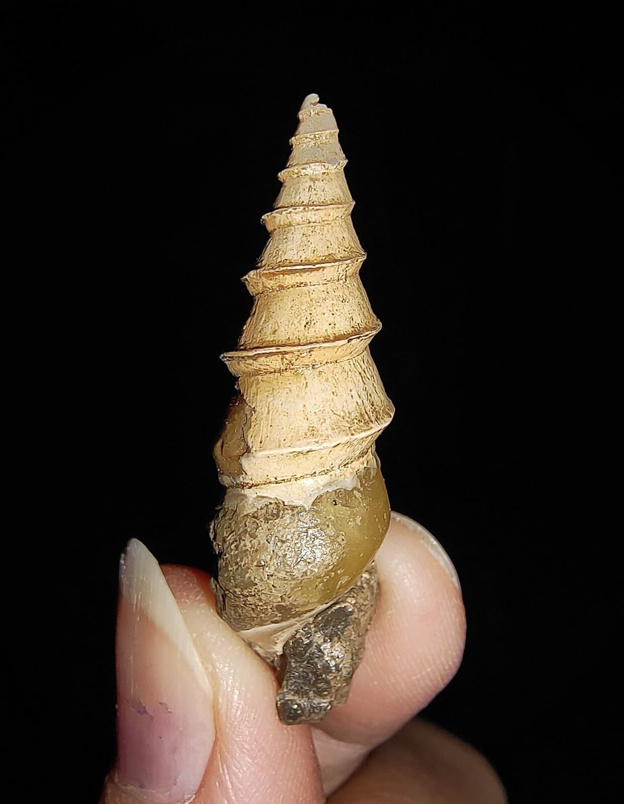 SEA SHELL FOSSIL, GASTROPODA, THIARIDAE, FROM JAVA, INDONESIA, 35MM 4