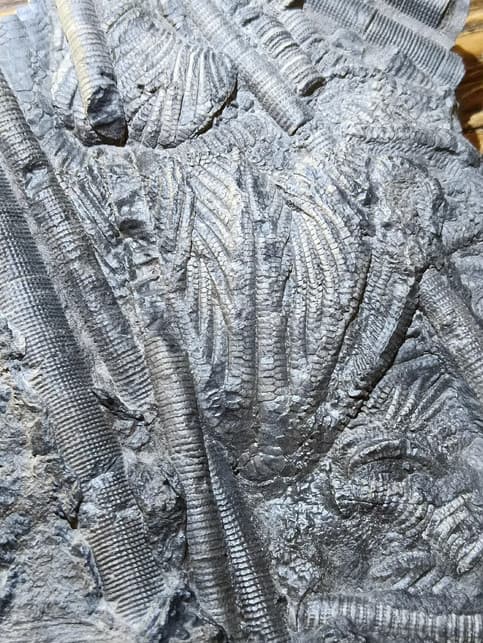 Natural Scale Hairy Sea Lily Elegants Sea Lily Silurian Devonian 9.0×11.1×2.0cm 5