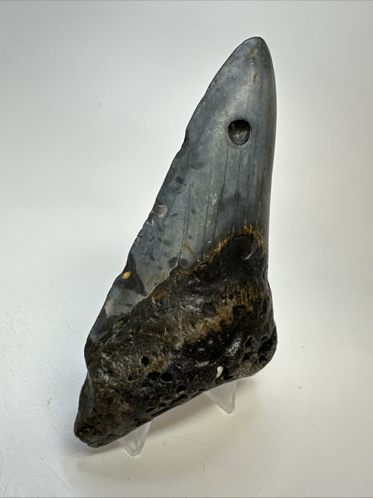 Megalodon Shark Tooth 4.52 inch - Lower Jaw - Authentic Fossil - Carolina 19007 3