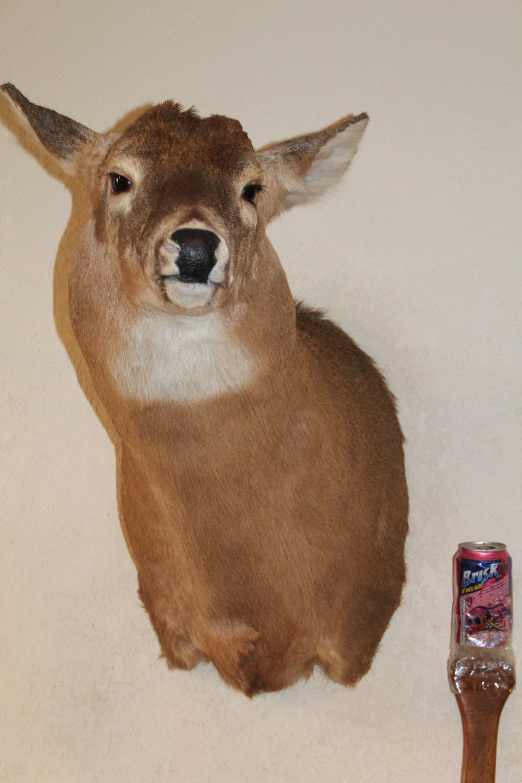 Whitetail Deer Head Shoulder Mount Taxidermy Mount Antler Hunt Rack Mule Hide