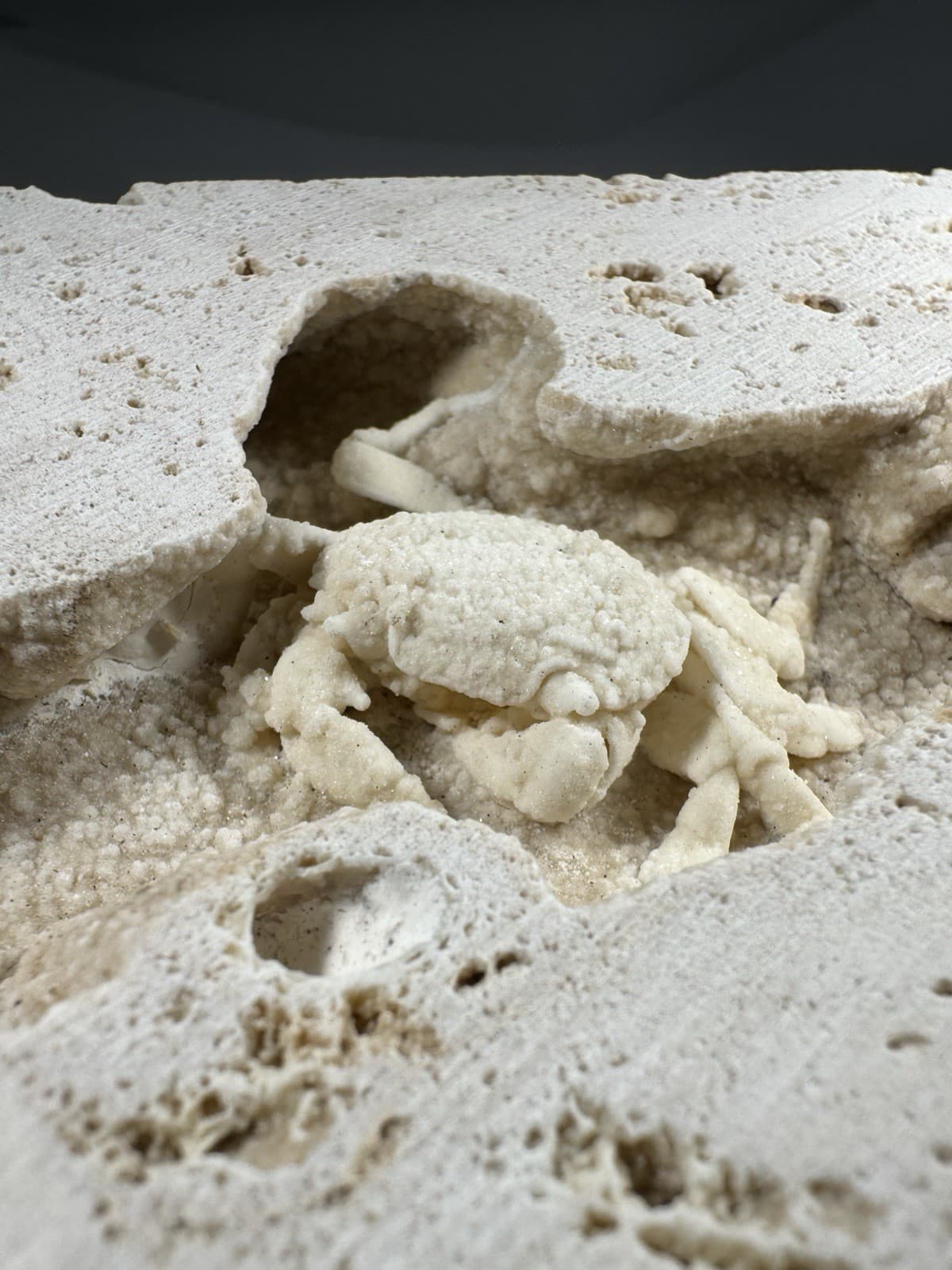 1.75 Inch Travertine Crab Fossil Turkey, Fossil Travertine Crab Potamon 3