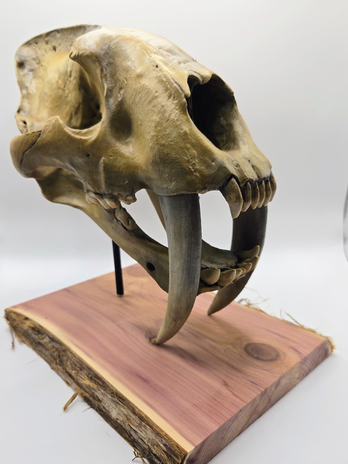 3D Printed Saber Tooth Tiger Skull – Hand-Painted Smilodon Fossil Replica 2