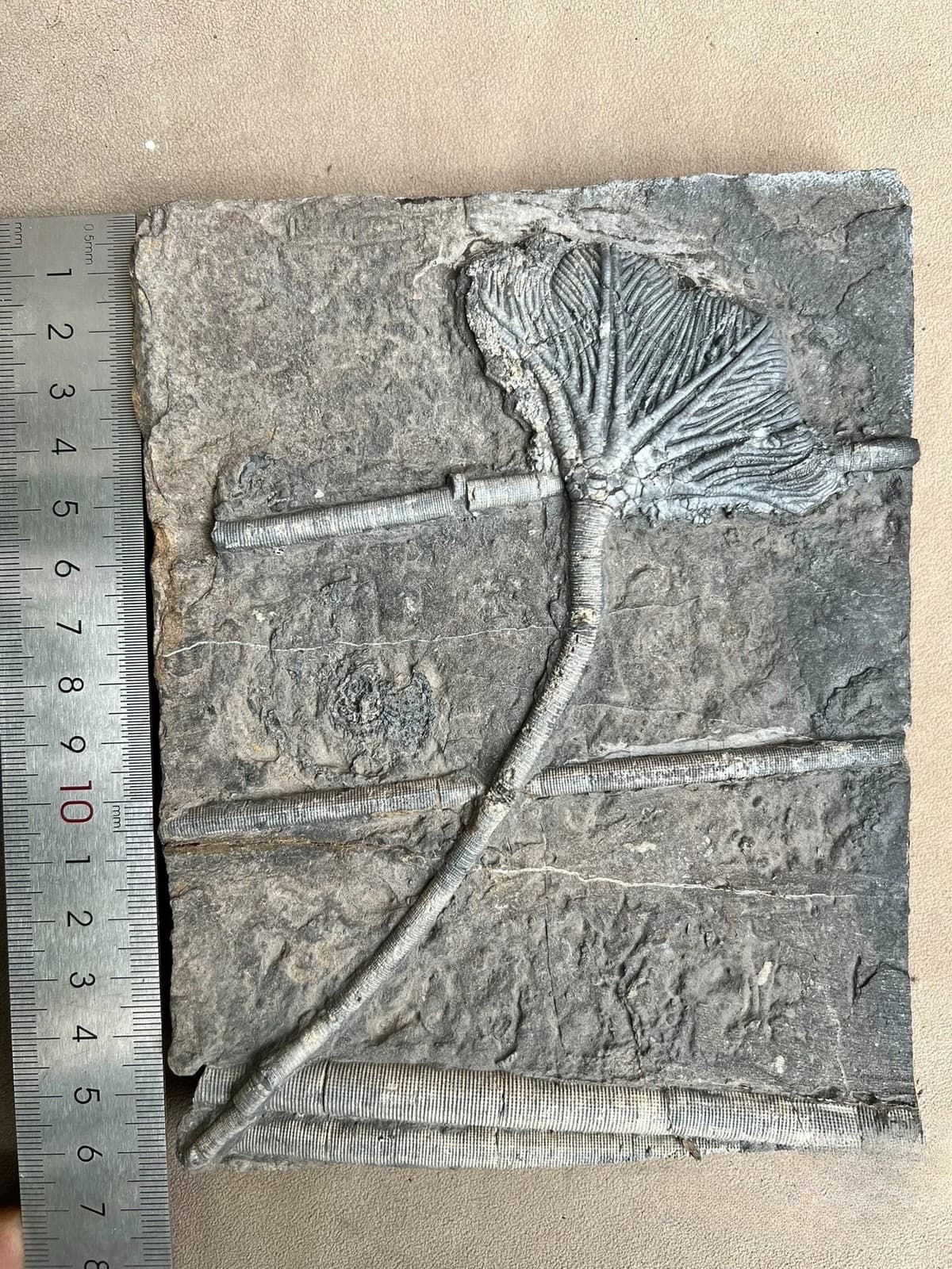 Unique and authentic Guizhou Triassic sea lily fossil A01 2