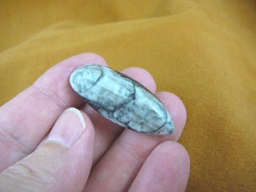 (f371-c) 1-1/2" Orthoceras marbilized fossil straight shell nautiloid cephalopod