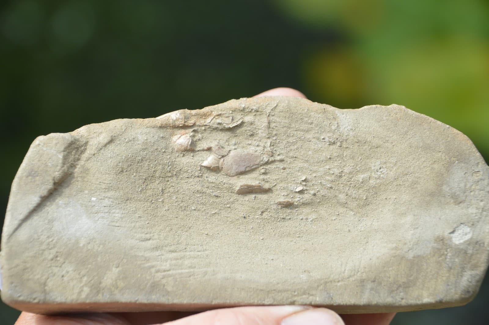 AMAZING FOSSIL CRAB FROM JAVA, INDONESIA BEST VALUE FOSSIL CRABS ANYWHERE! #3 6