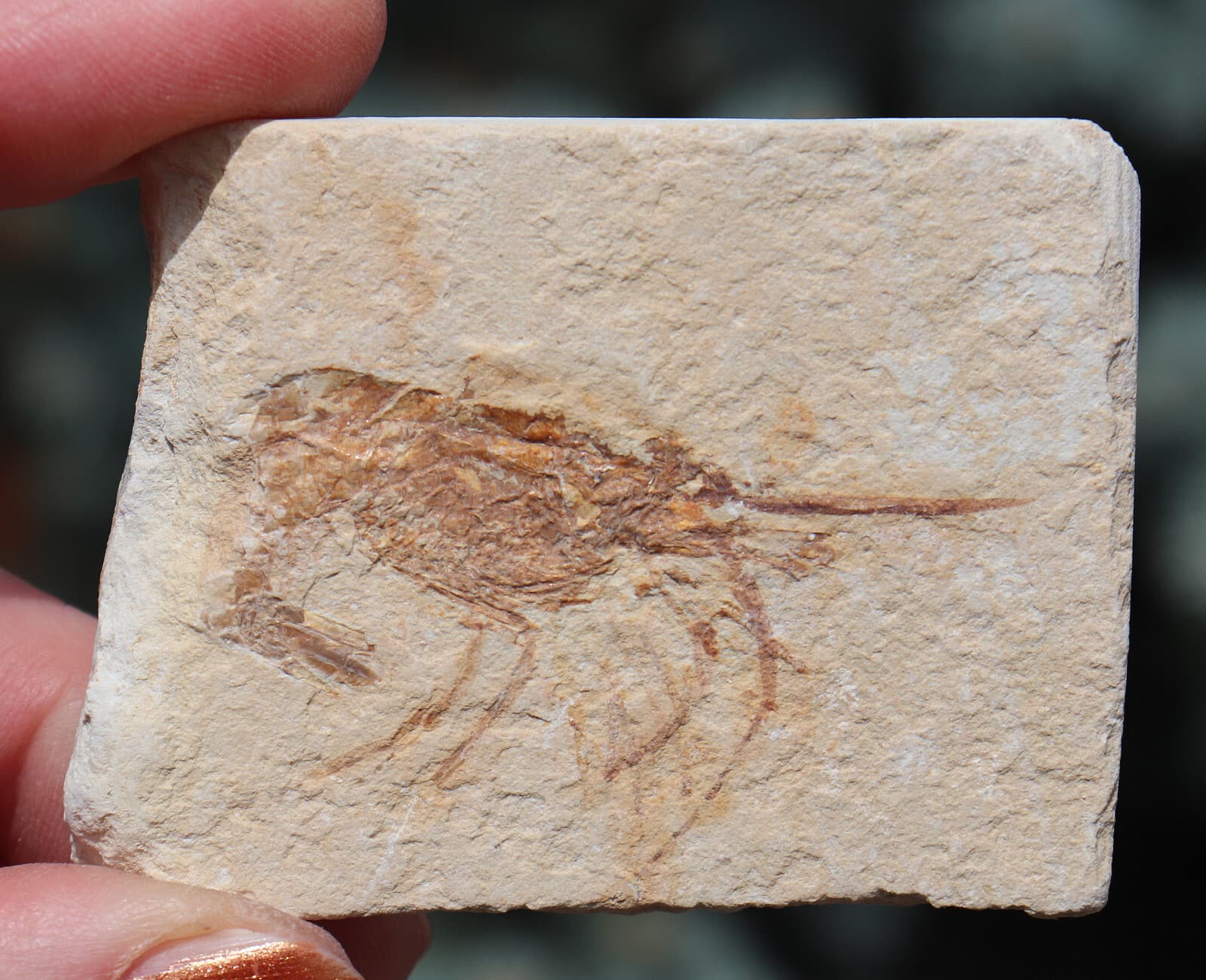 Fossil Shrimp Solnhofen Germany Jurassic Well Preserved History 6.3 Cm's