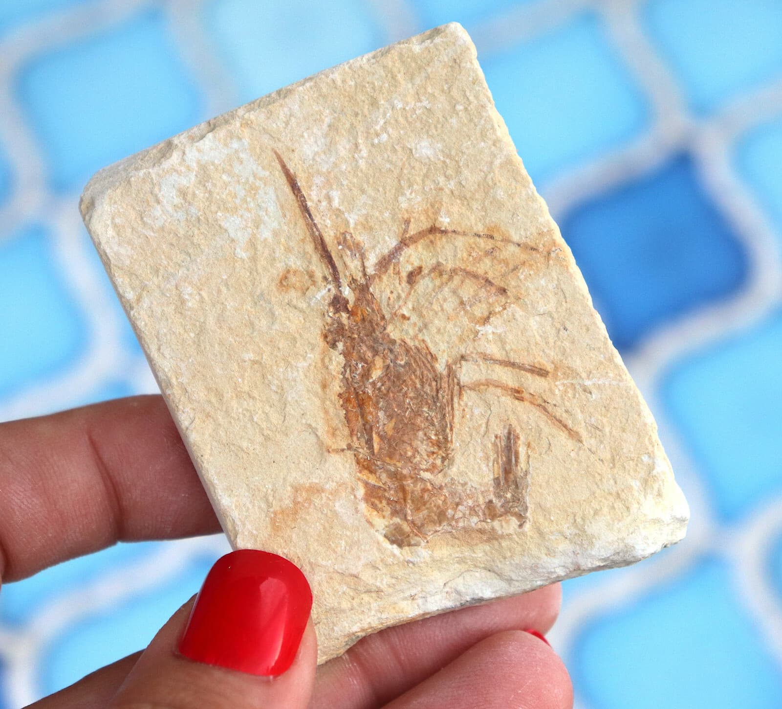 Fossil Shrimp Solnhofen Germany   Jurassic   Well Preserved History   6.3 Cm's 5