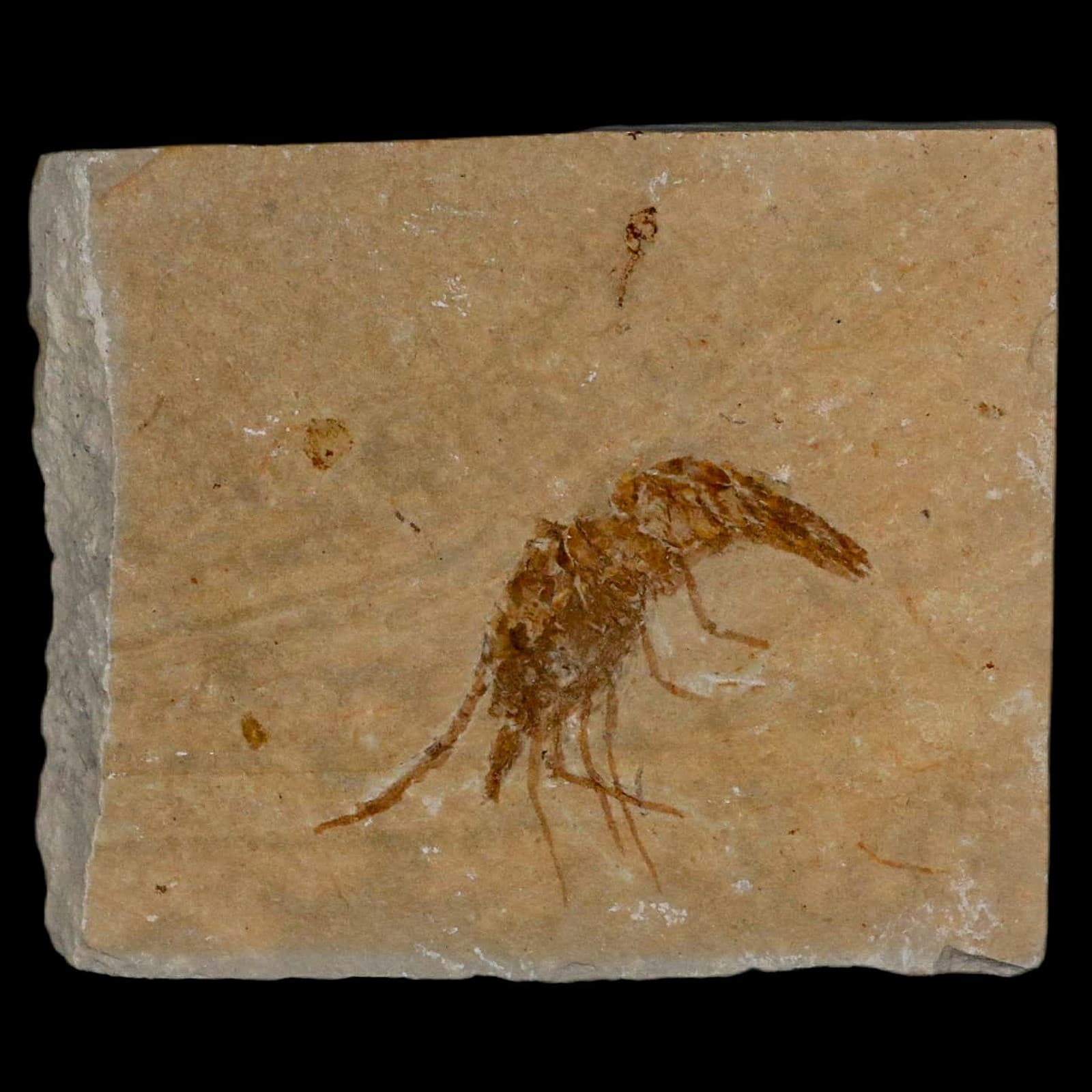 1.6" Fossil Shrimp Carpopenaeus Cretaceous Age 100 Mil Yrs Old Lebanon COA 2