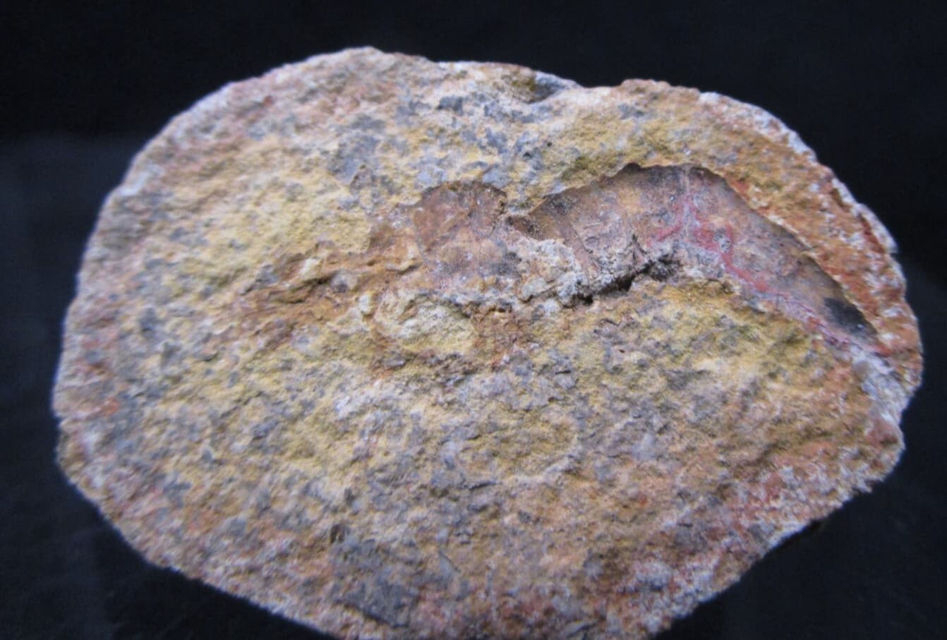 Rare Fossil Shrimp Pair In Nodule Triassic Age Ambilobe Madagascar 3