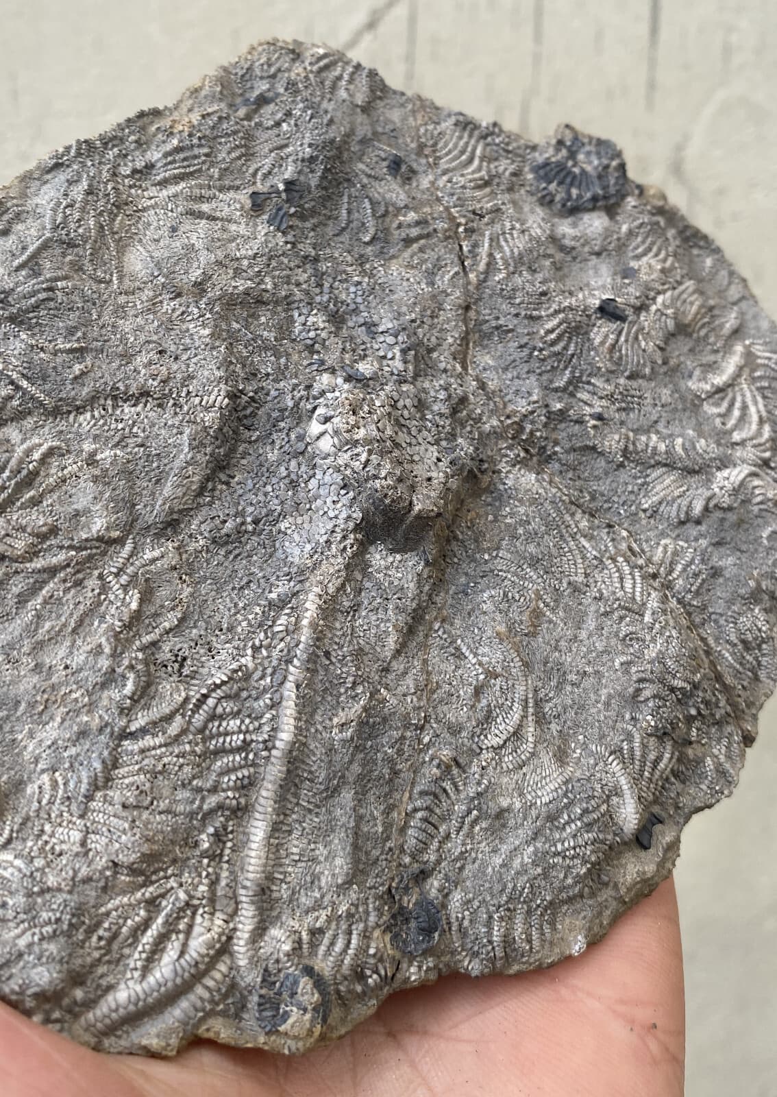 Natural Devonian prehistoric Jurassic biota crinoids Fossils 2