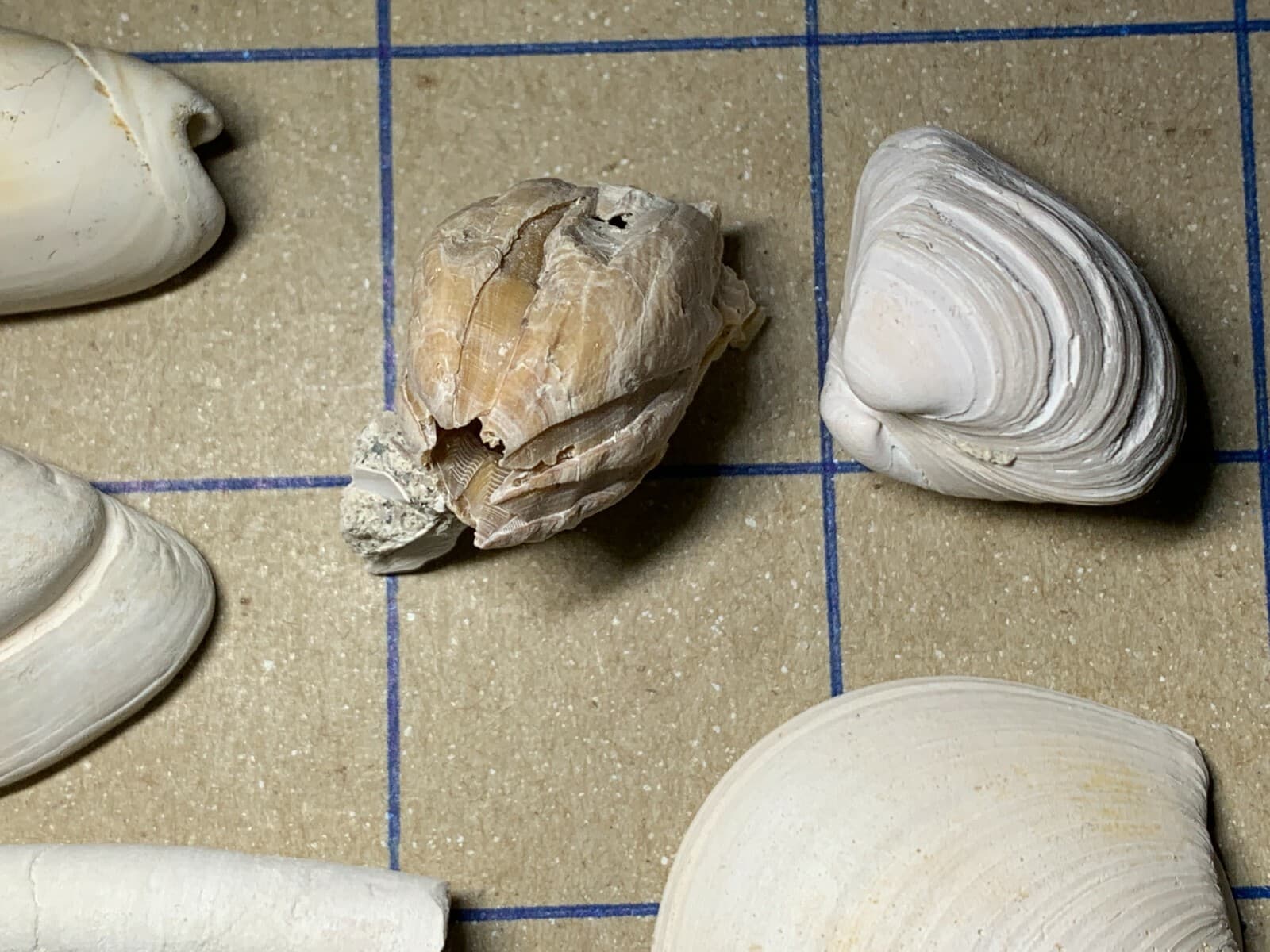 ☆Fossil Specimen 10 Pack - Berkeley Quarry S.C. - Barnacle-Dentalium-Teeth ☆303 5