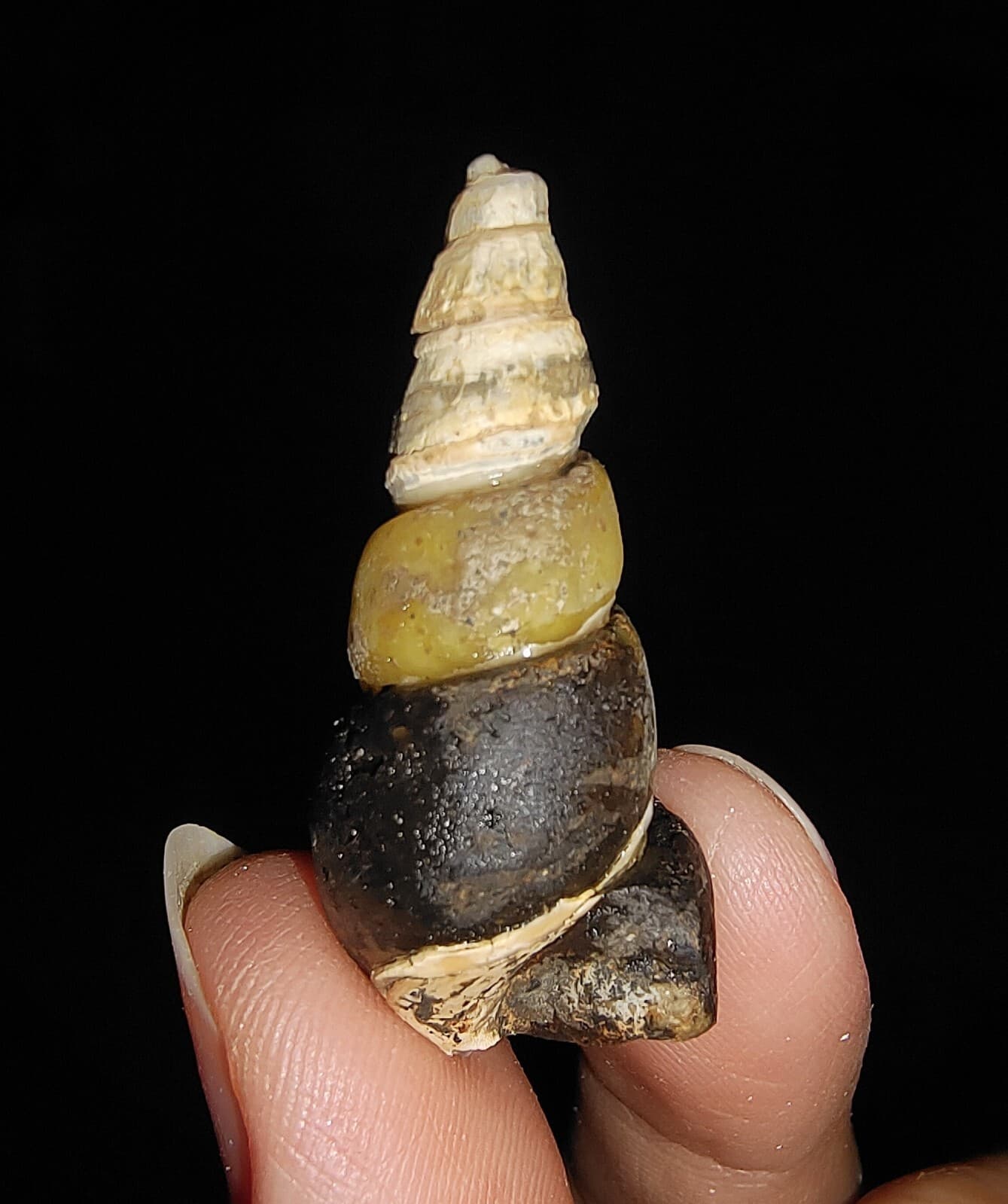 SEA SHELL FOSSIL, GASTROPODA, THIARIDAE, FROM JAVA, INDONESIA, 34MM 4