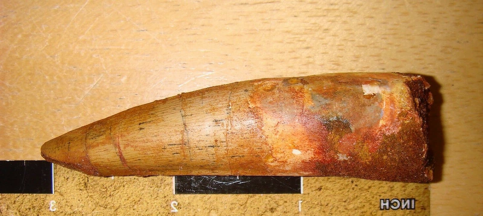 3 INCH LONG SPINOSAURUS TOOTH REAL DINOSAUR TEETH FOSSIL EXTINCT RELIC SPINOSAUR 6