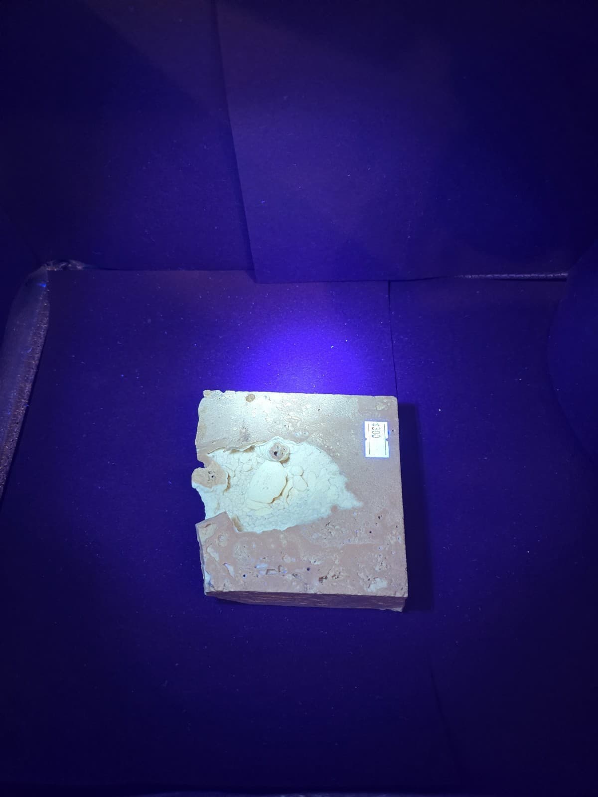 Travertine crab fossil 5