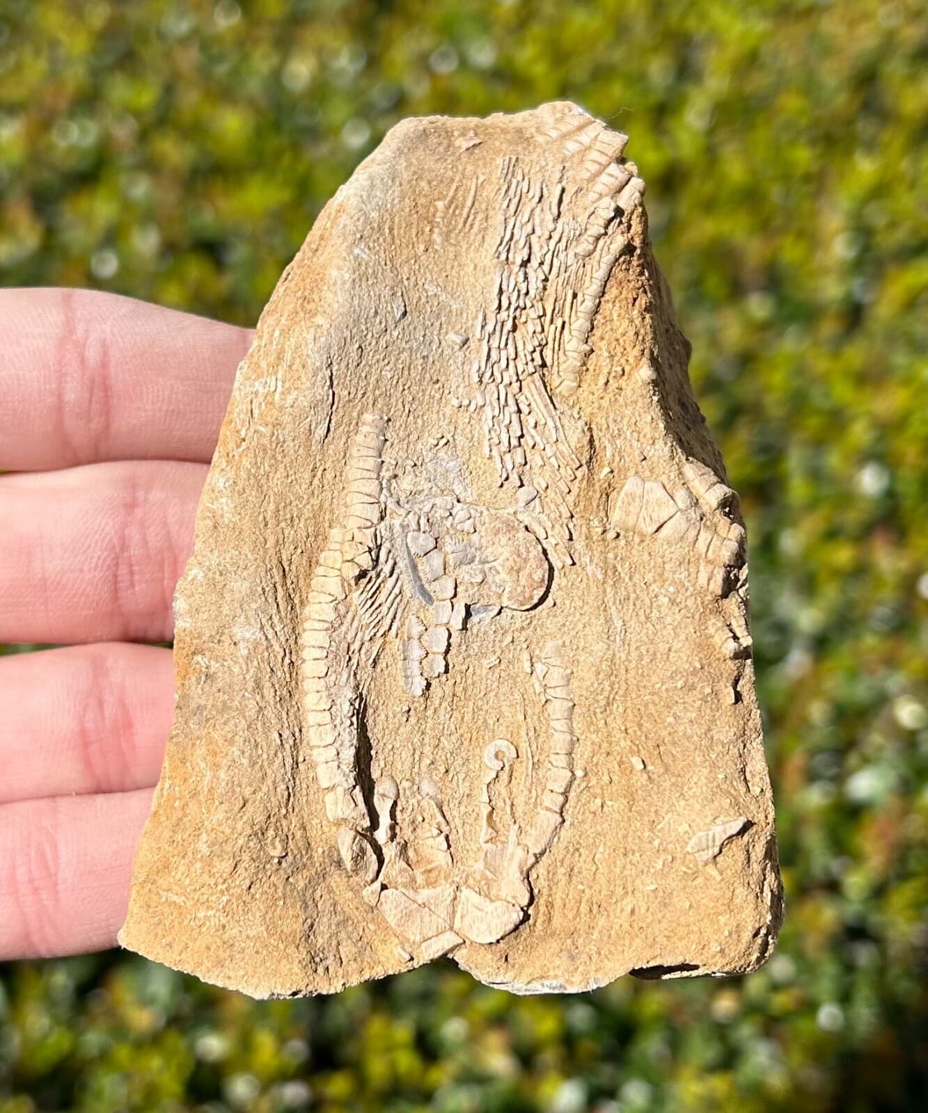 Alabama Fossil Crinoid in Matrix Aphelecrinus Bangor Limestone Fm Echinoderm