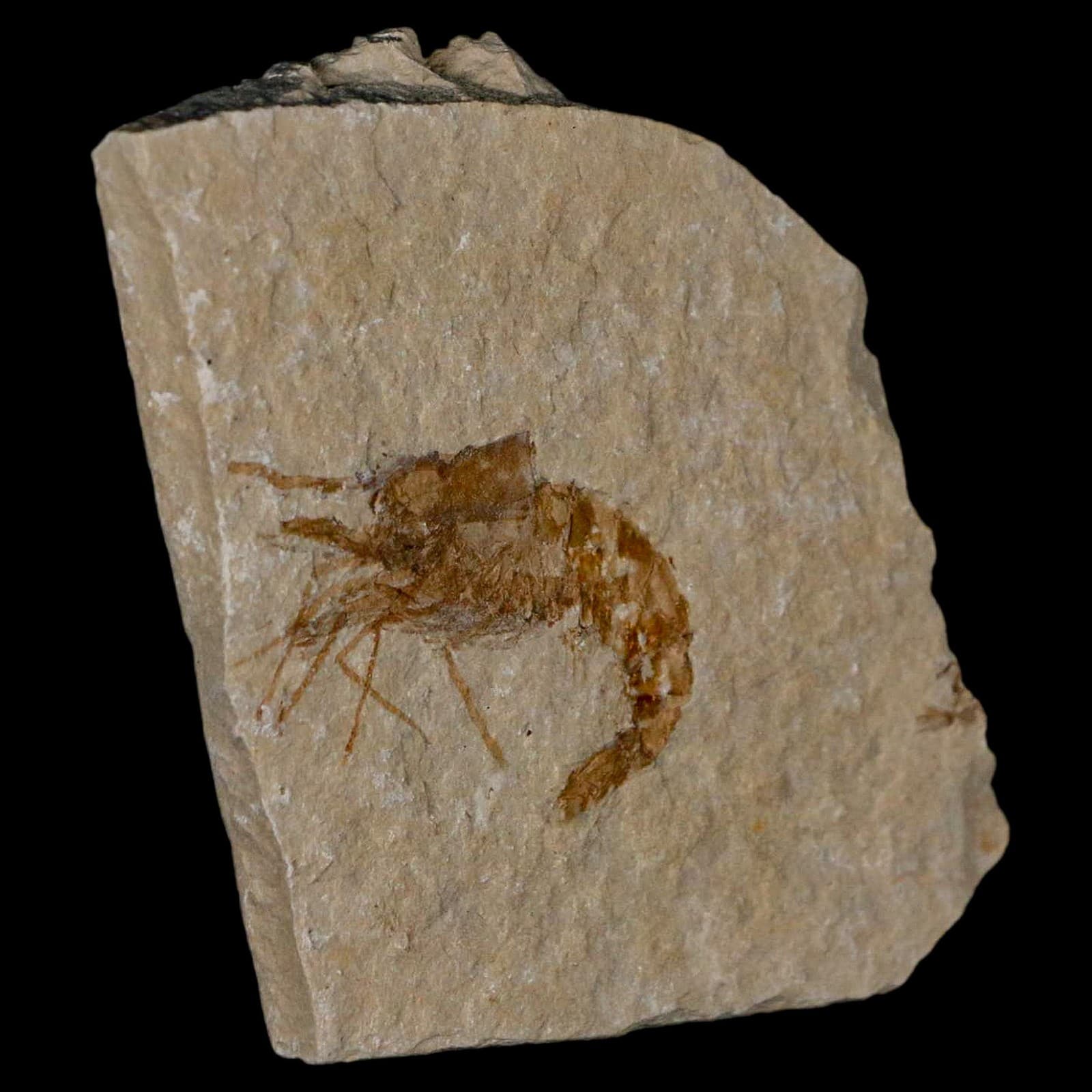 1.4" Fossil Shrimp Carpopenaeus Cretaceous Age 100 Mil Yrs Old Lebanon COA 4