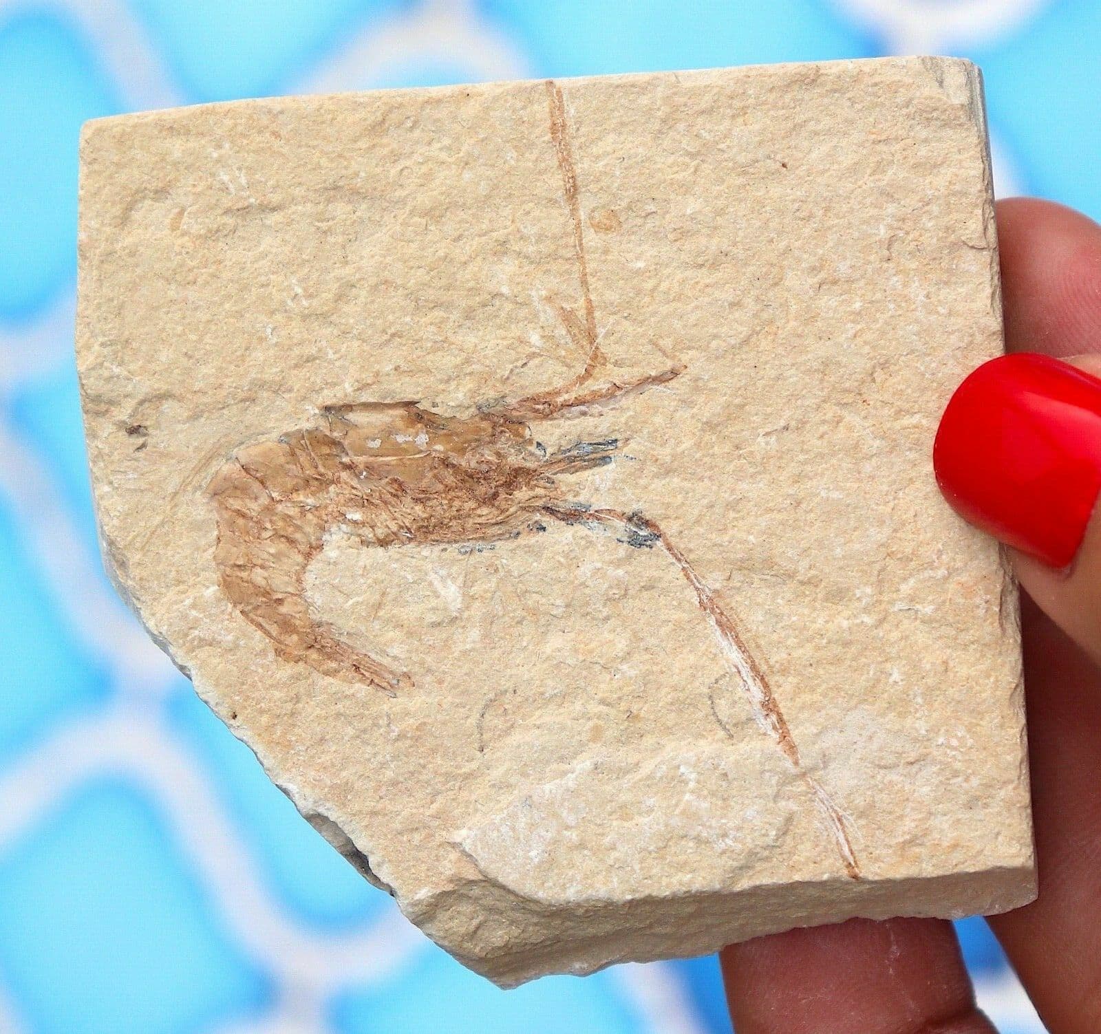 Fossil Shrimp From Solnhofen Germany - 150 MILLION YRS OLD JURASSIC 6.3 Cm's 2