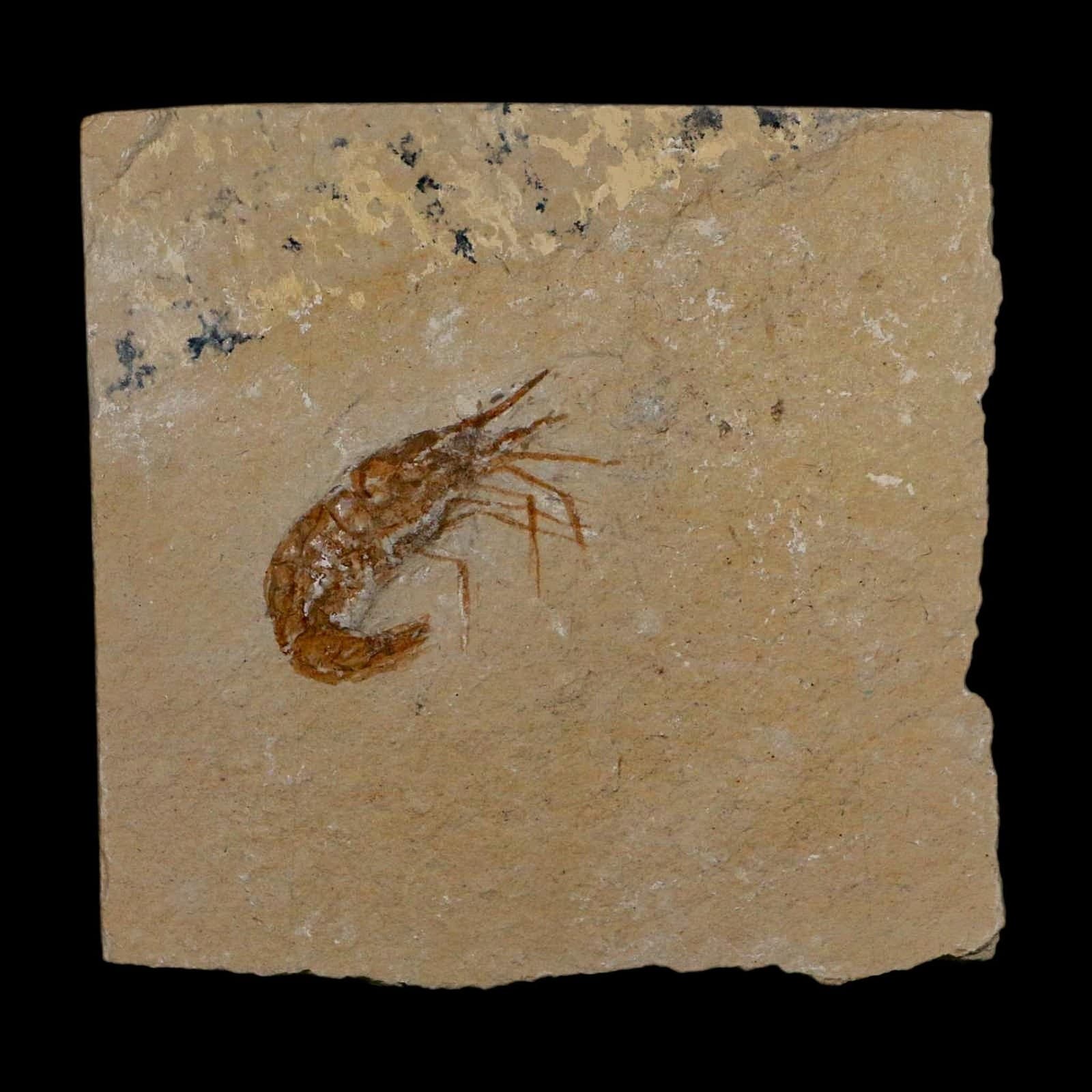 1.4" Fossil Shrimp Carpopenaeus Cretaceous Age 100 Mil Yrs Old Lebanon COA 2