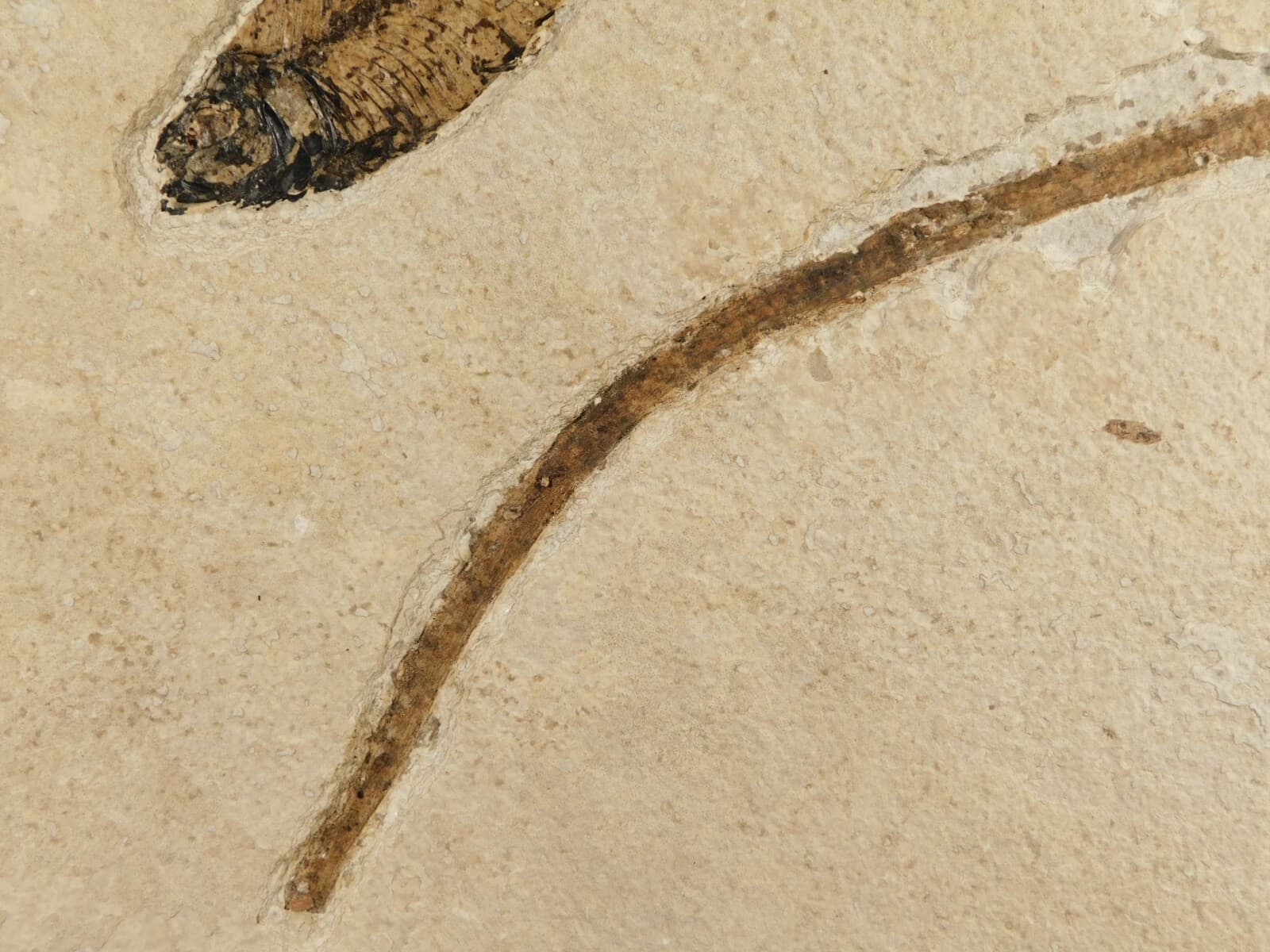 FISH Fossil With a TREE Branch Fossil in BIG Matrix From Wyoming 1641gr 6