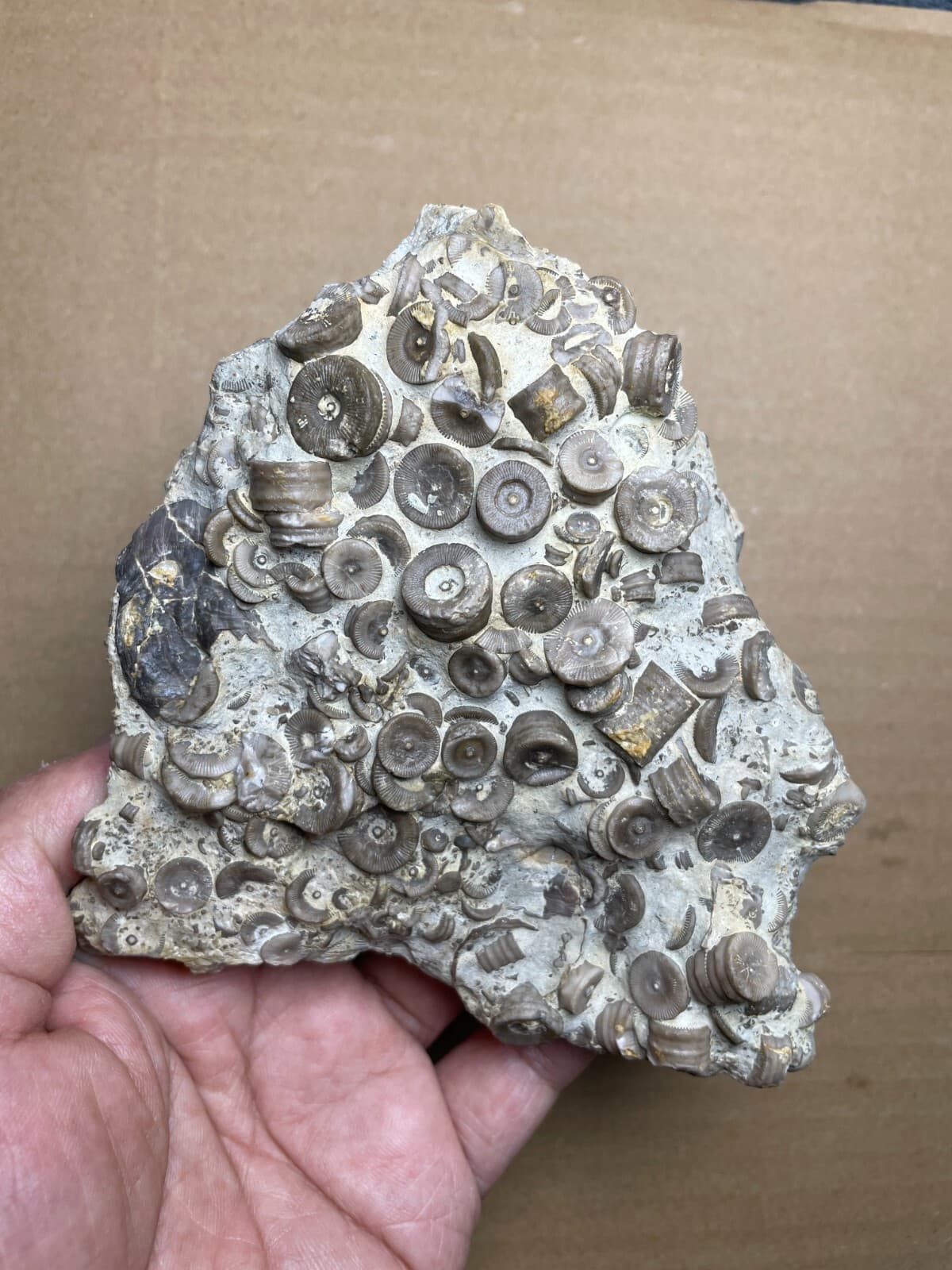 529g Devonian period Crinoid Geologic rock specimen 3