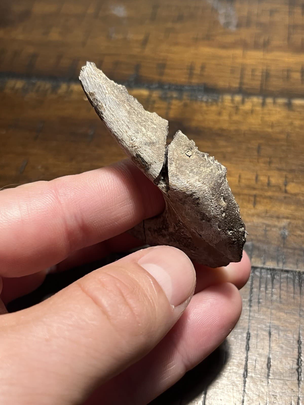 Rare Turtle Lower Jaw Dinosaur Age Fossil Hell Creek Formation SD 6