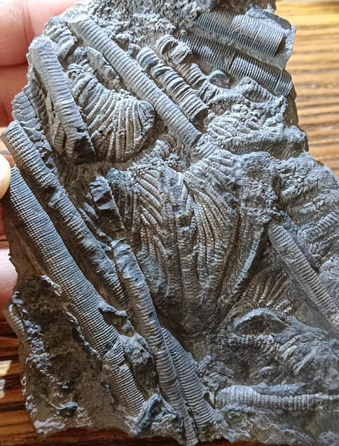 Natural Scale Hairy Sea Lily Elegants Sea Lily Silurian Devonian 9.0×11.1×2.0cm 4