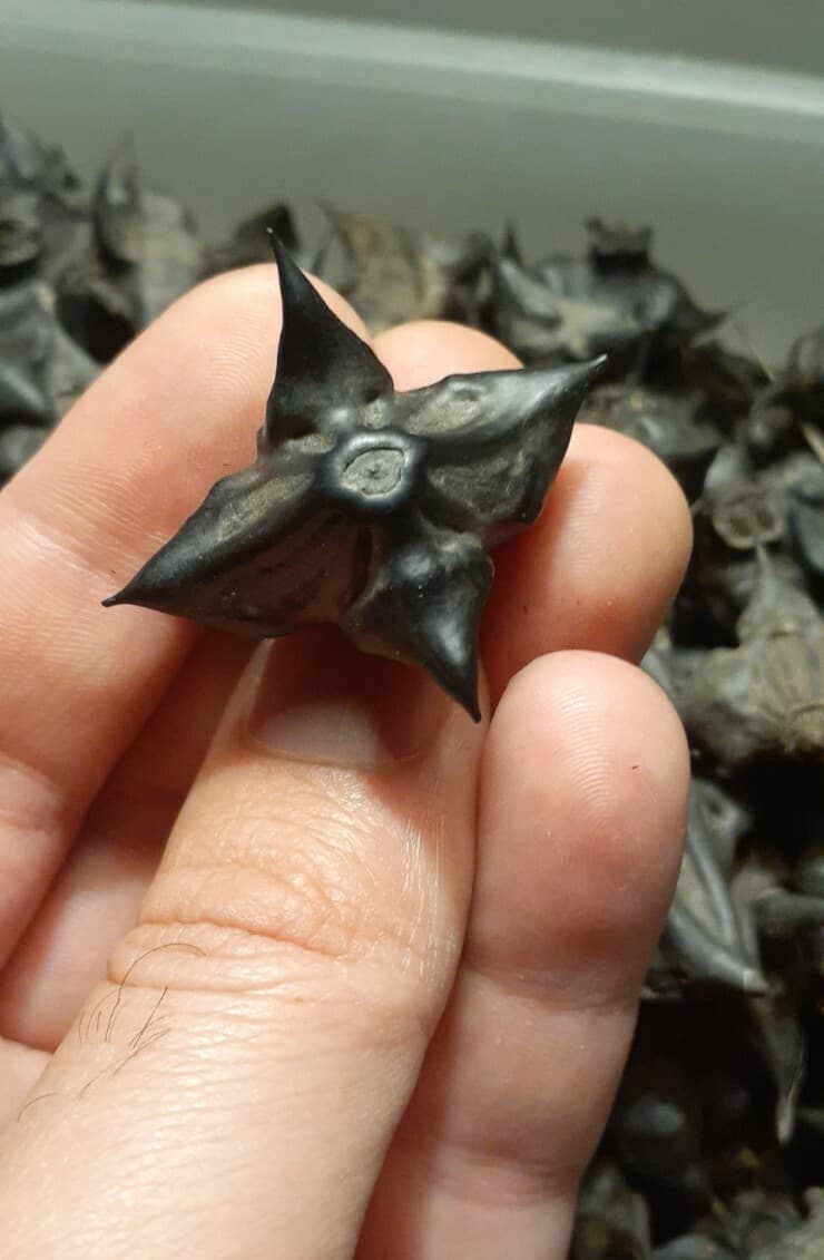 DEVILS POD, TRAPA NATANS WATER CHESTNUTS LOT OF 20 ARTS CRAFTS GRIDS PROTECTION 4