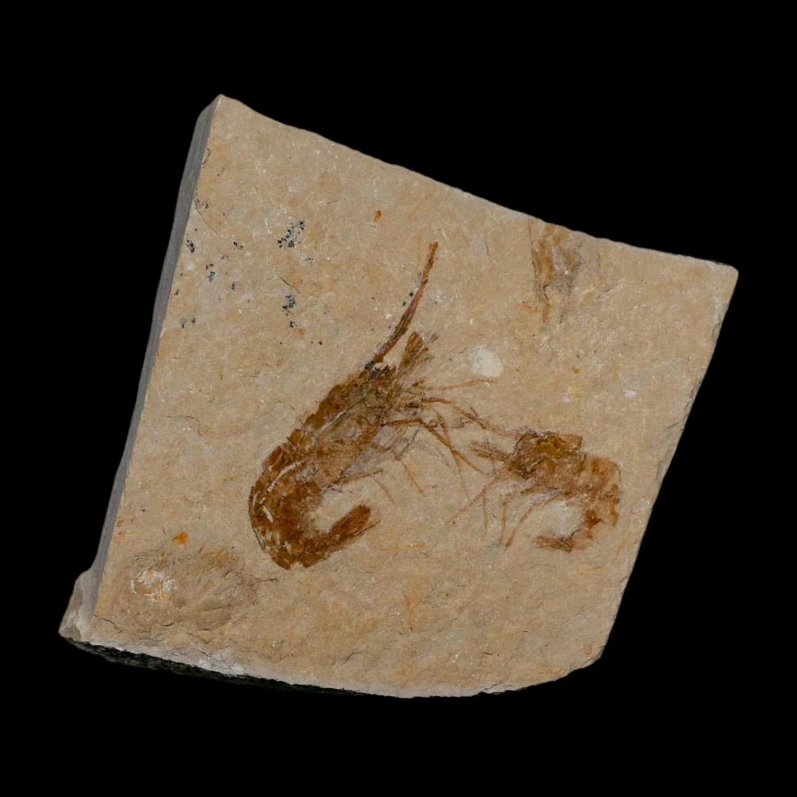 2 Two Fossil Shrimp Carpopenaeus Cretaceous Age 100 Mil Yrs Old Lebanon COA