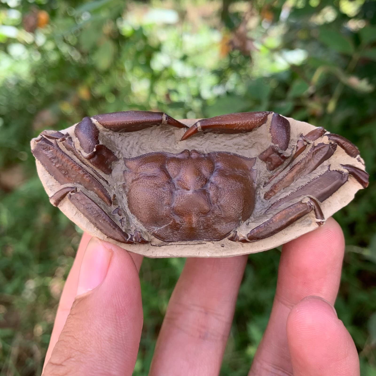 Jurassic Period Perfect Crab Fossil Dinosaur Age