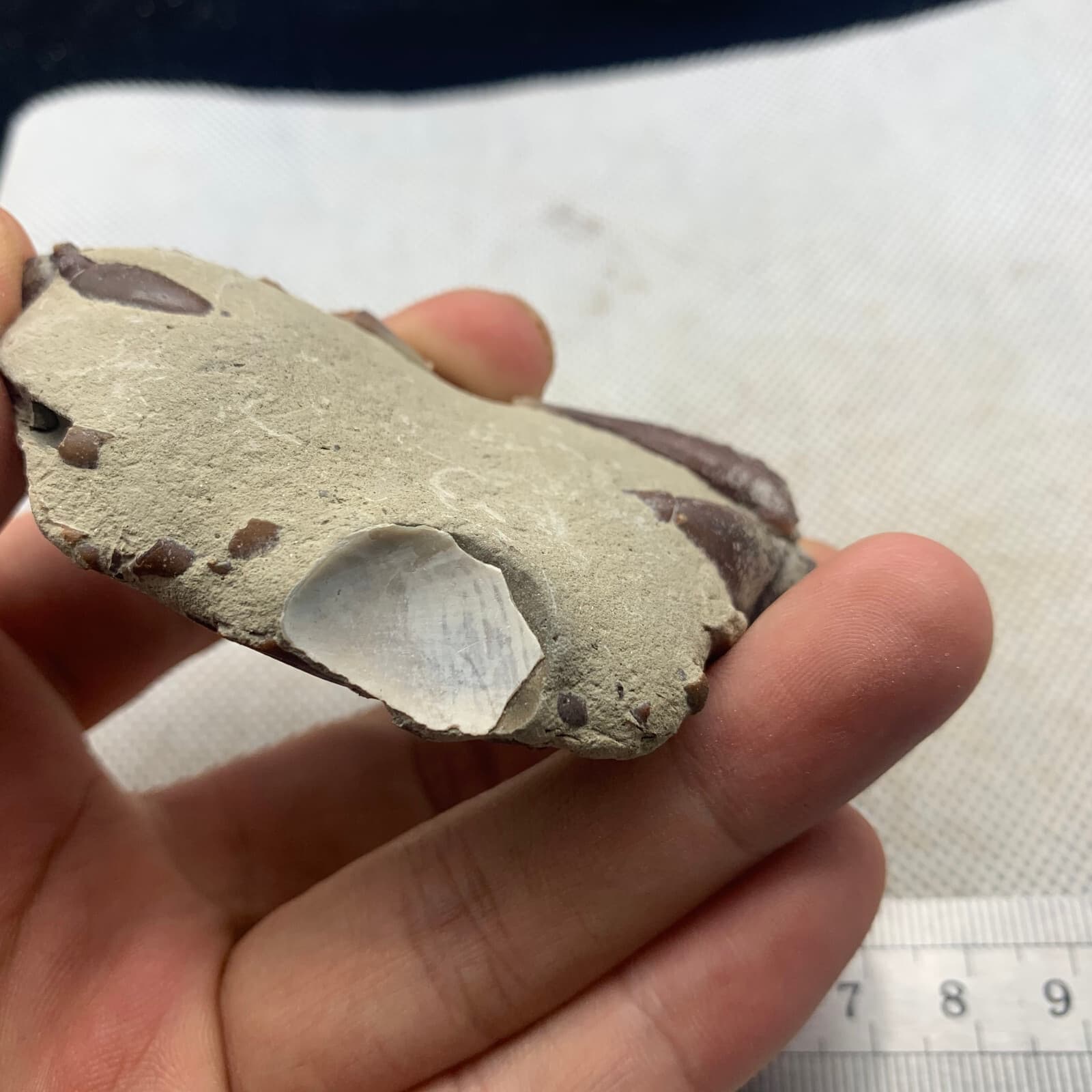 Jurassic refined crab fossils from the dinosaur era 6