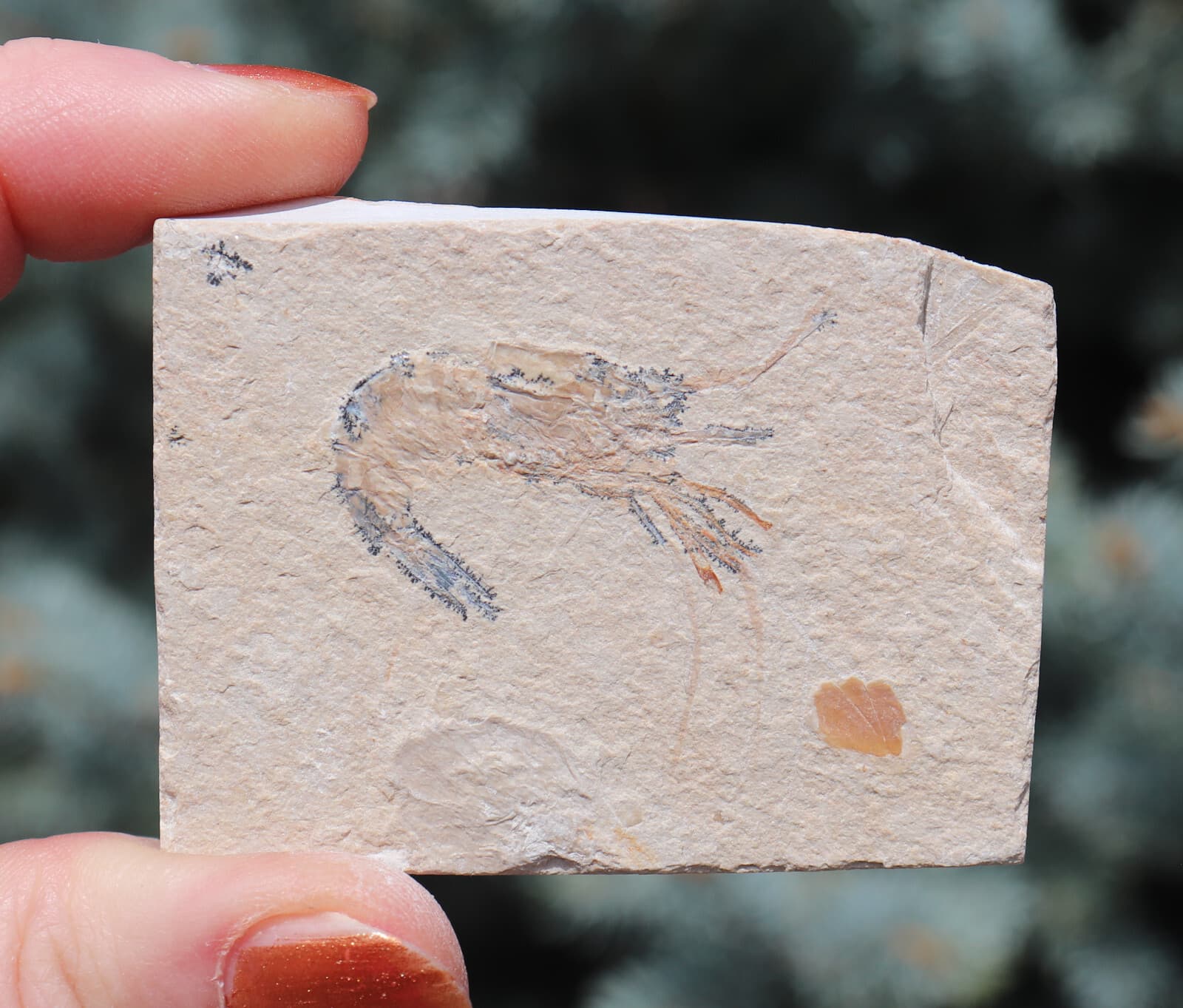 Fossil Shrimp From Solnhofen Germany - 150 MILLION YRS OLD  JURASSIC 6.0 Cm's