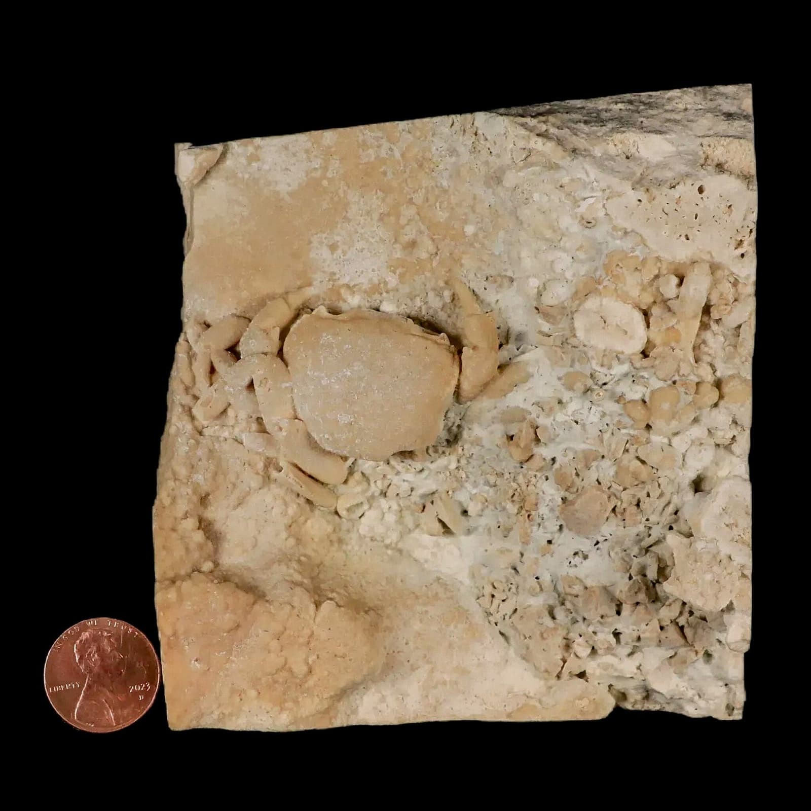 2.2" Potaman Sp Fossil Freshwater Crab In Travertine Denizli Basin Southwest 3