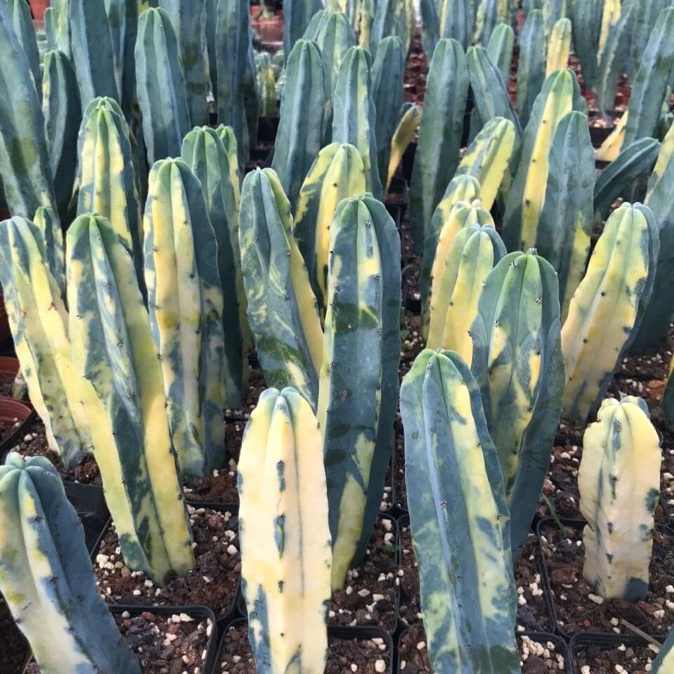 10-12cm Myrtillocactus geometrizans Variegated Succulent cactus plants 4