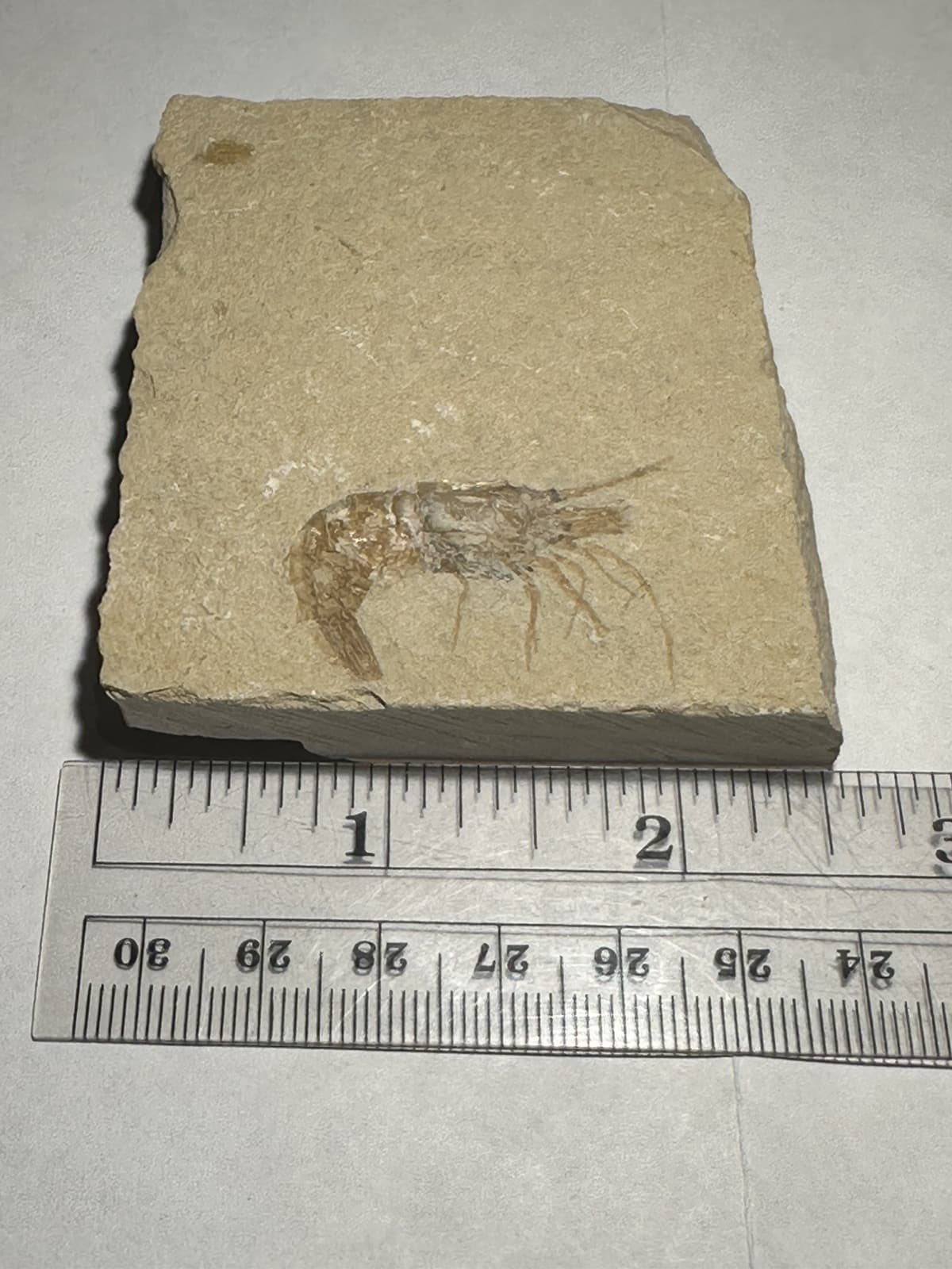 BEAUTIFUL DETAILED LEBANON CRETACEOUS FOSSIL SHRIMP DINOSAUR AGE 2.5" x 3"