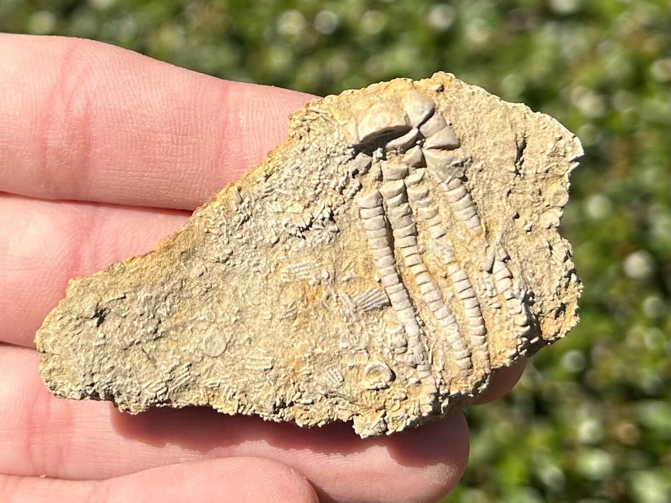 NICE Fossil Crinoid in Matrix Pentaramacrinus Alabama Bangor Limestone Formation 4