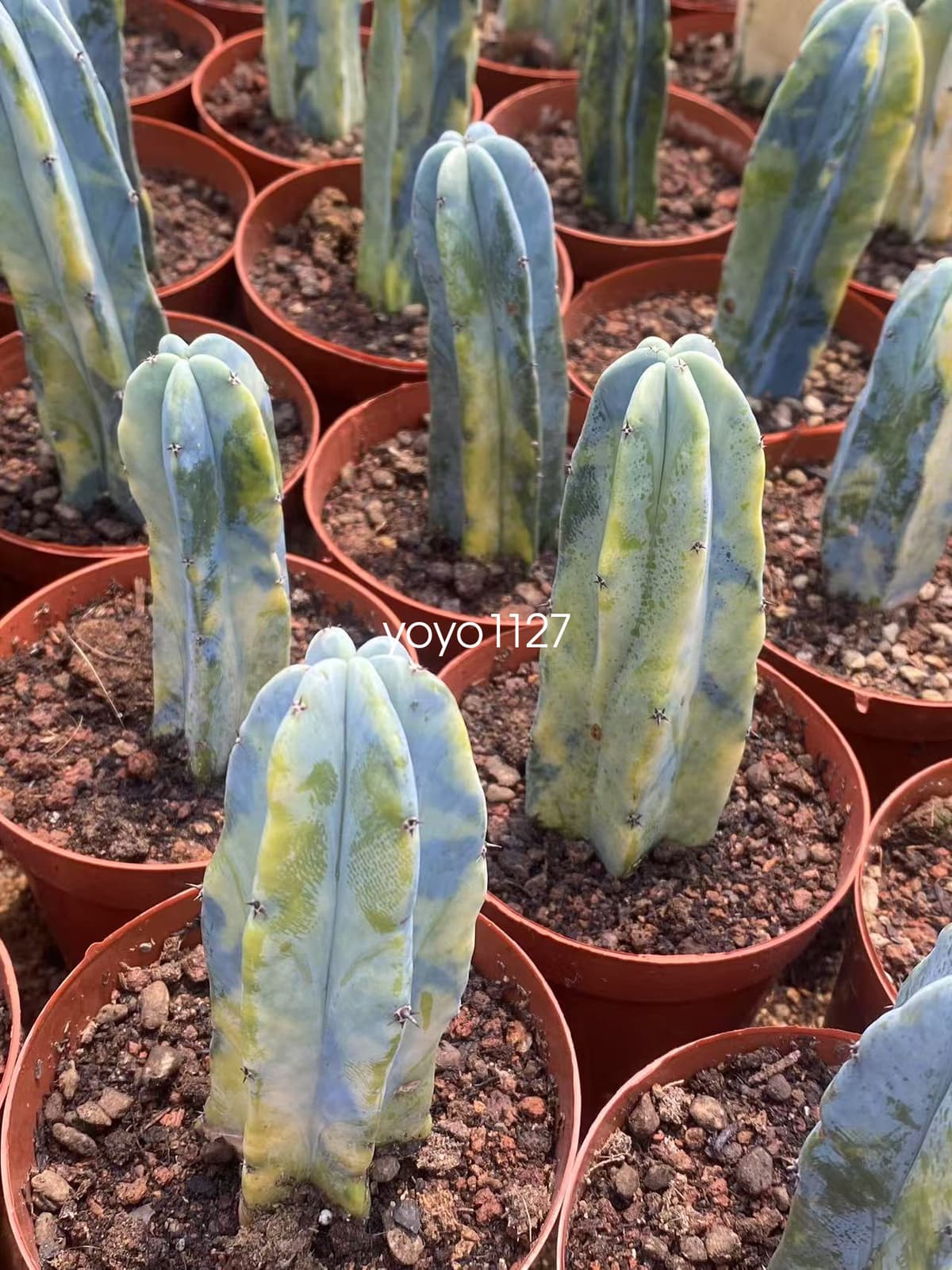 Myrtillocactus geometrizans ariegated Succulent plants 10-12cm 2