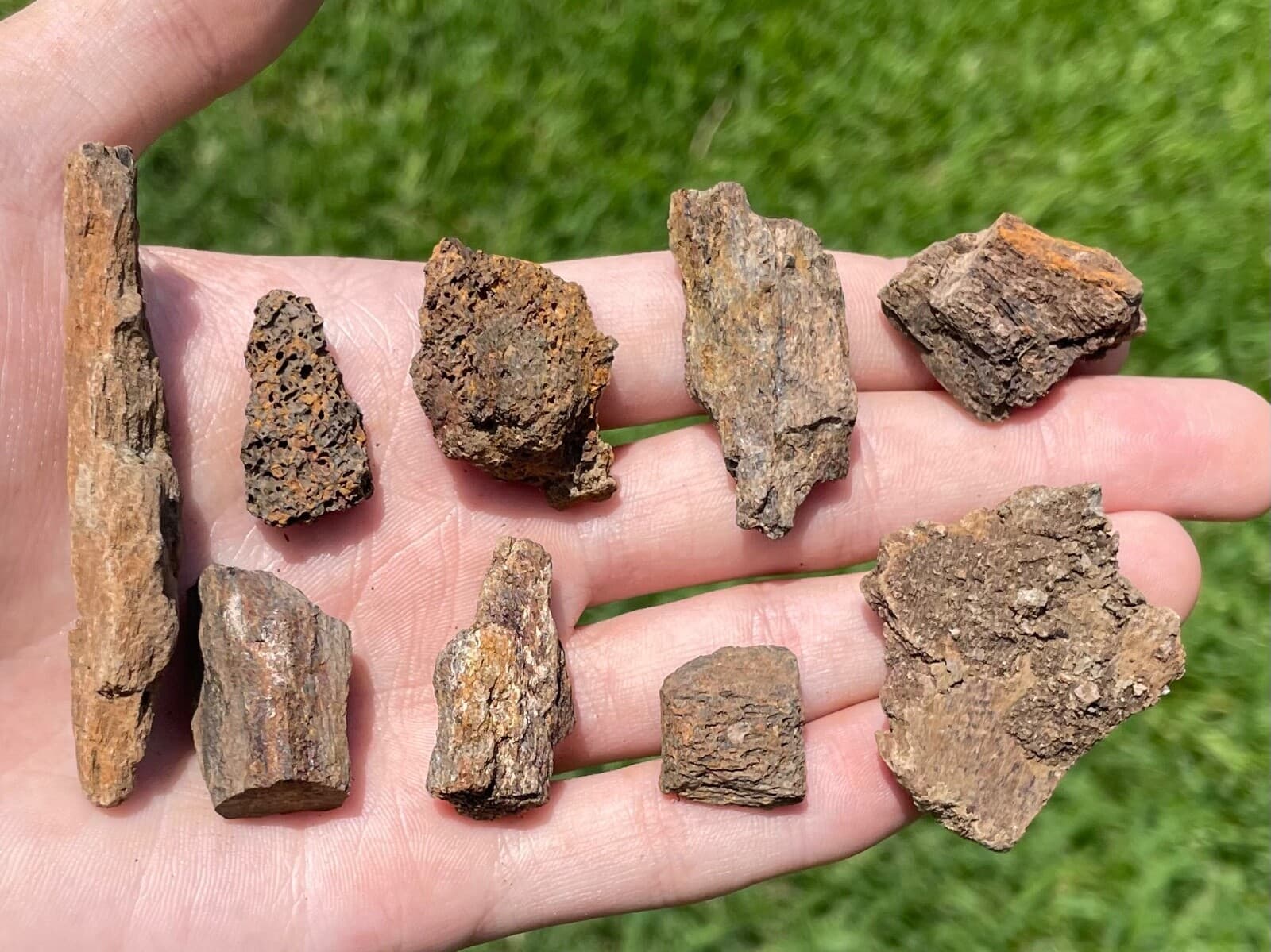 Hell Creek Fossil Triceratops Bone ONE PER PURCHASE Cretaceous Dinosaur Bone