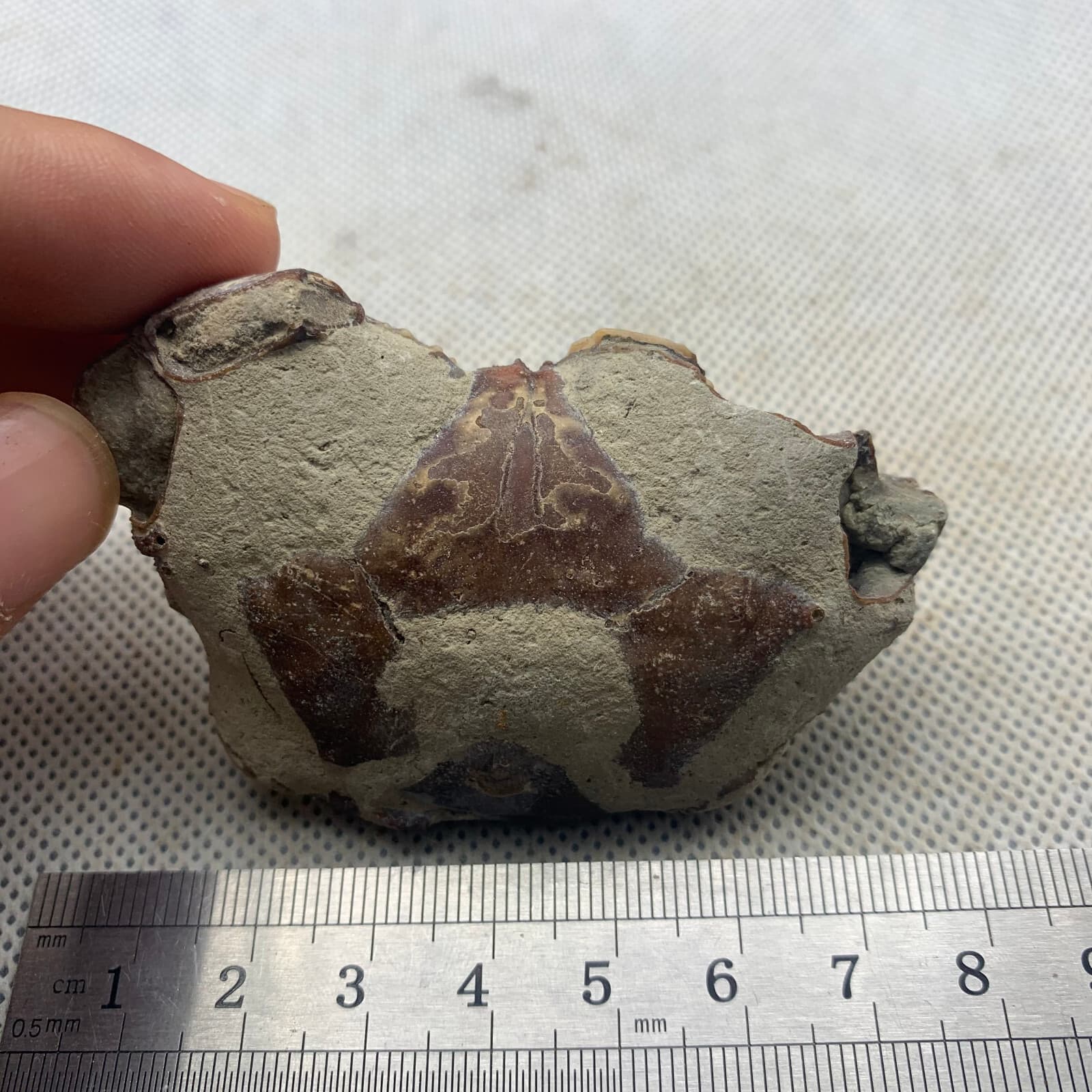 Jurassic refined crab fossils from the dinosaur era 2