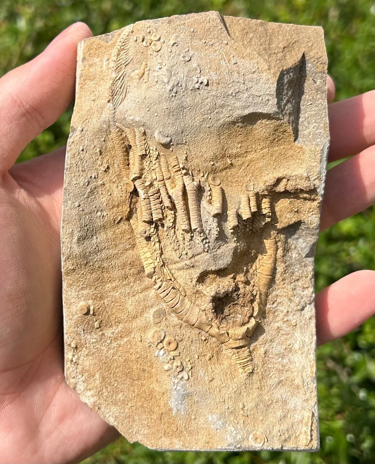 Fossil Crinoid in Matrix Rhopocrinus Alabama Bangor Limestone Formation 3