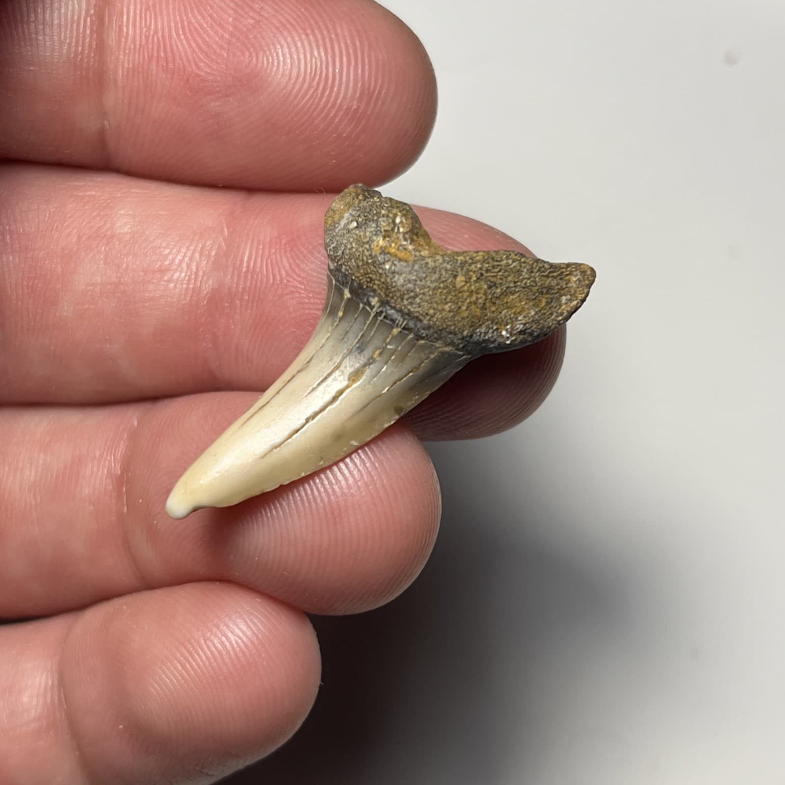 1.38” ISURUS DESORI SHARK TOOTH FOSSIL SUMMERVILLE, SC 3
