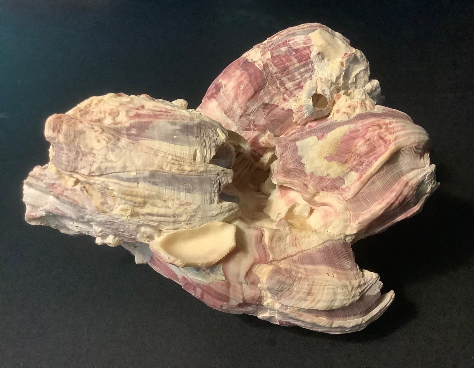 GENUINE NATURAL PURPLE & PINK BARNACLE CLUSTER 5-1/2” X 5-1/2” X 3-3/4”  #2 4