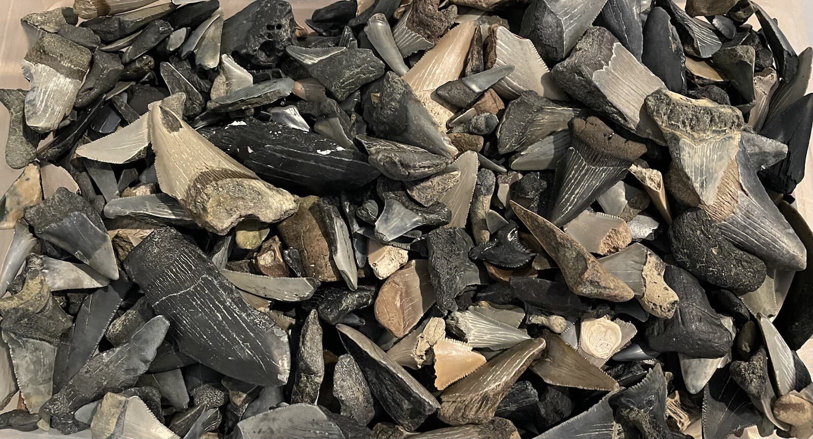 Fossil Shark Tooth Dig Kit (24+ Authentic Lowcountry Fossils) Megalodon GW Etc. 3