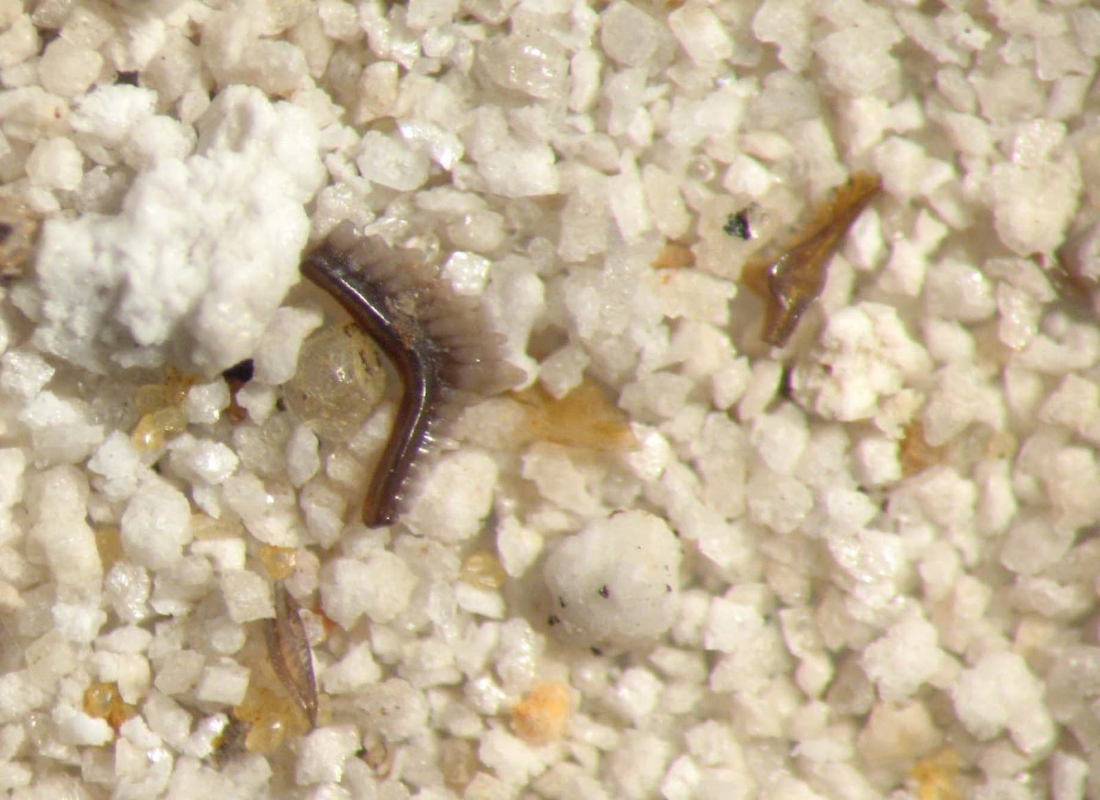 Devonian conodont rich micro fossil sample New Albany Shale excellent specimens 5