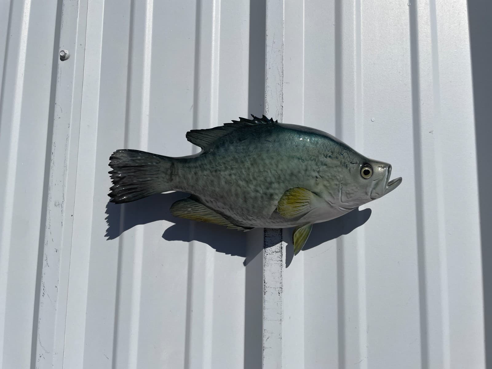 15" Crappie Two Sided Fish Mount Replica - Quick Production 4